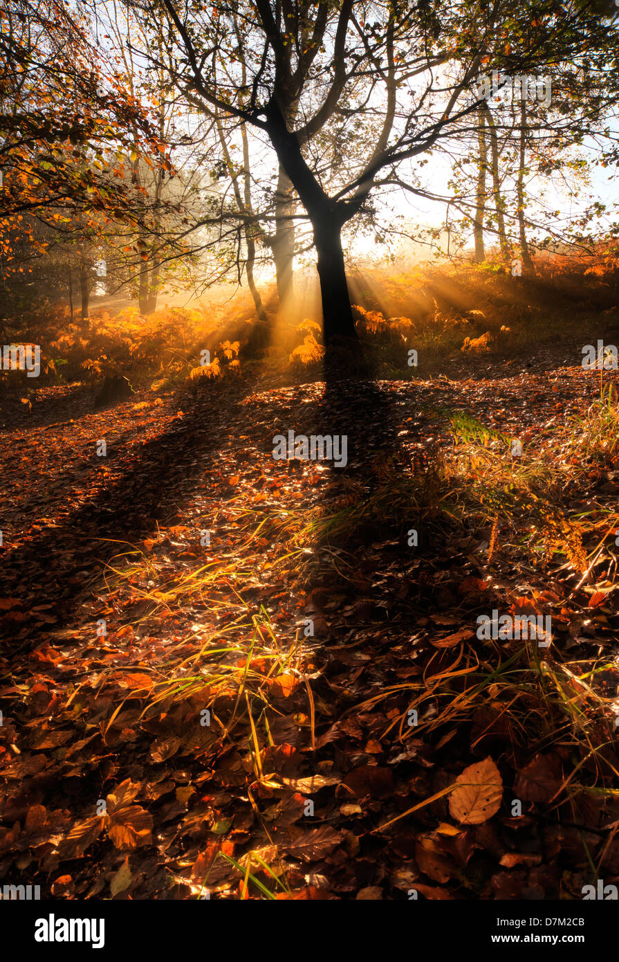 Fog with sunbeams in the forest hi-res stock photography and images - Alamy
