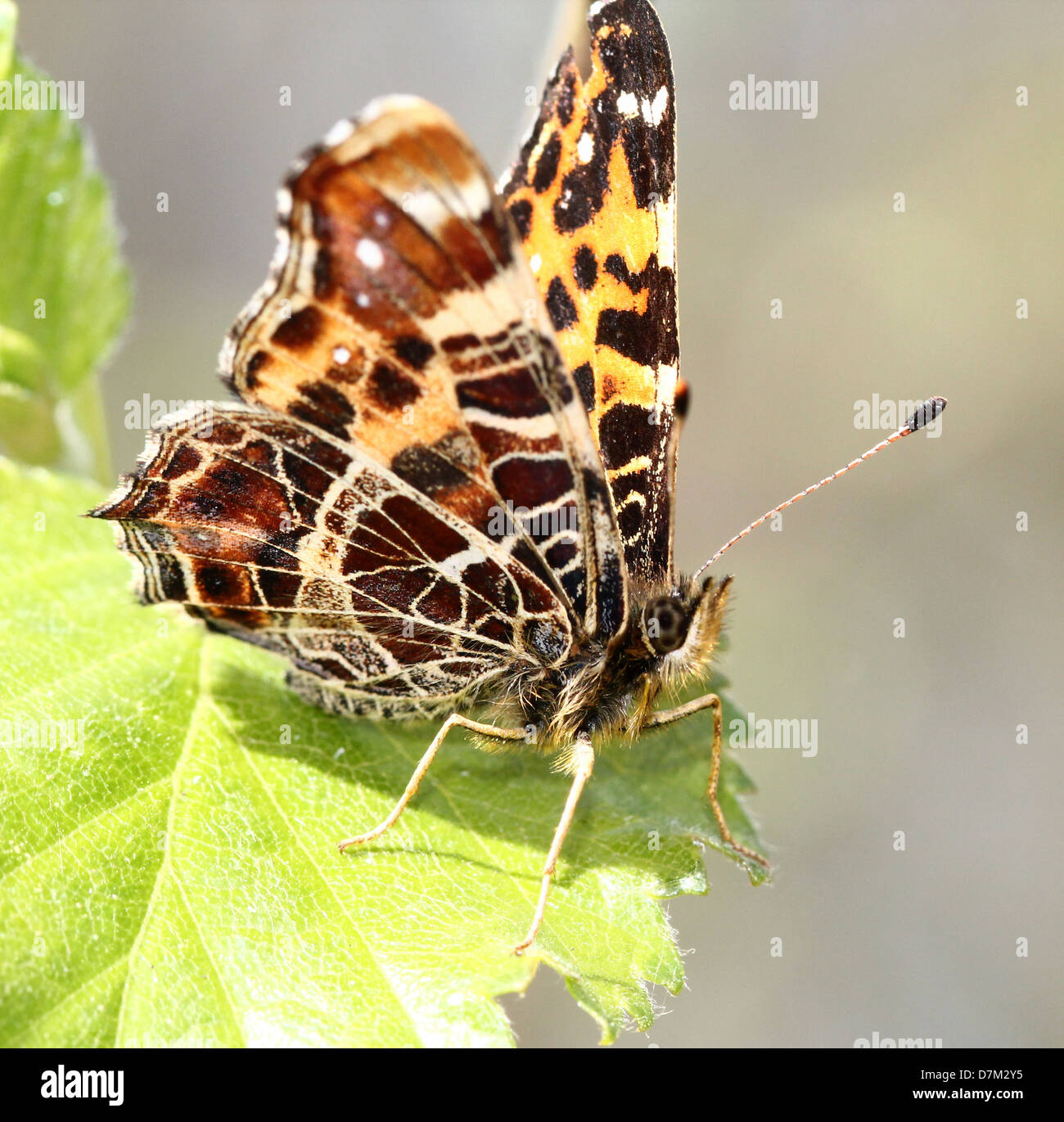 Map Butterfly (Araschnia levana) Stock Photo