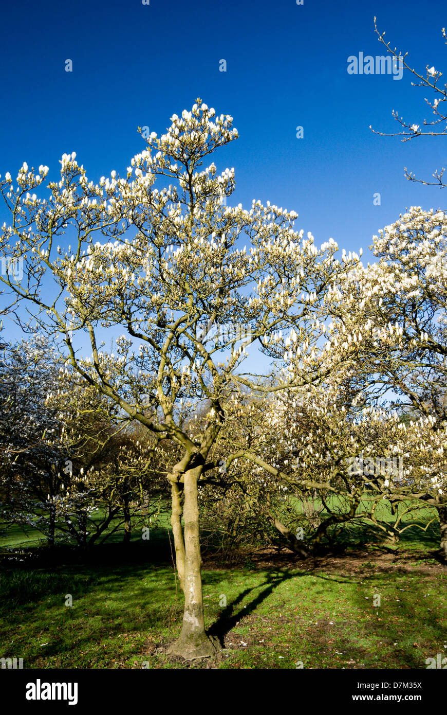 Magnolia tree magnolia grandiflora castle hires stock photography and