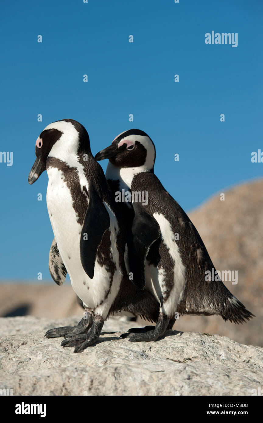 African penguins grooming, Spheniscus demersus, Boulders Beach, Cape Peninsula, South Africa Stock Photo