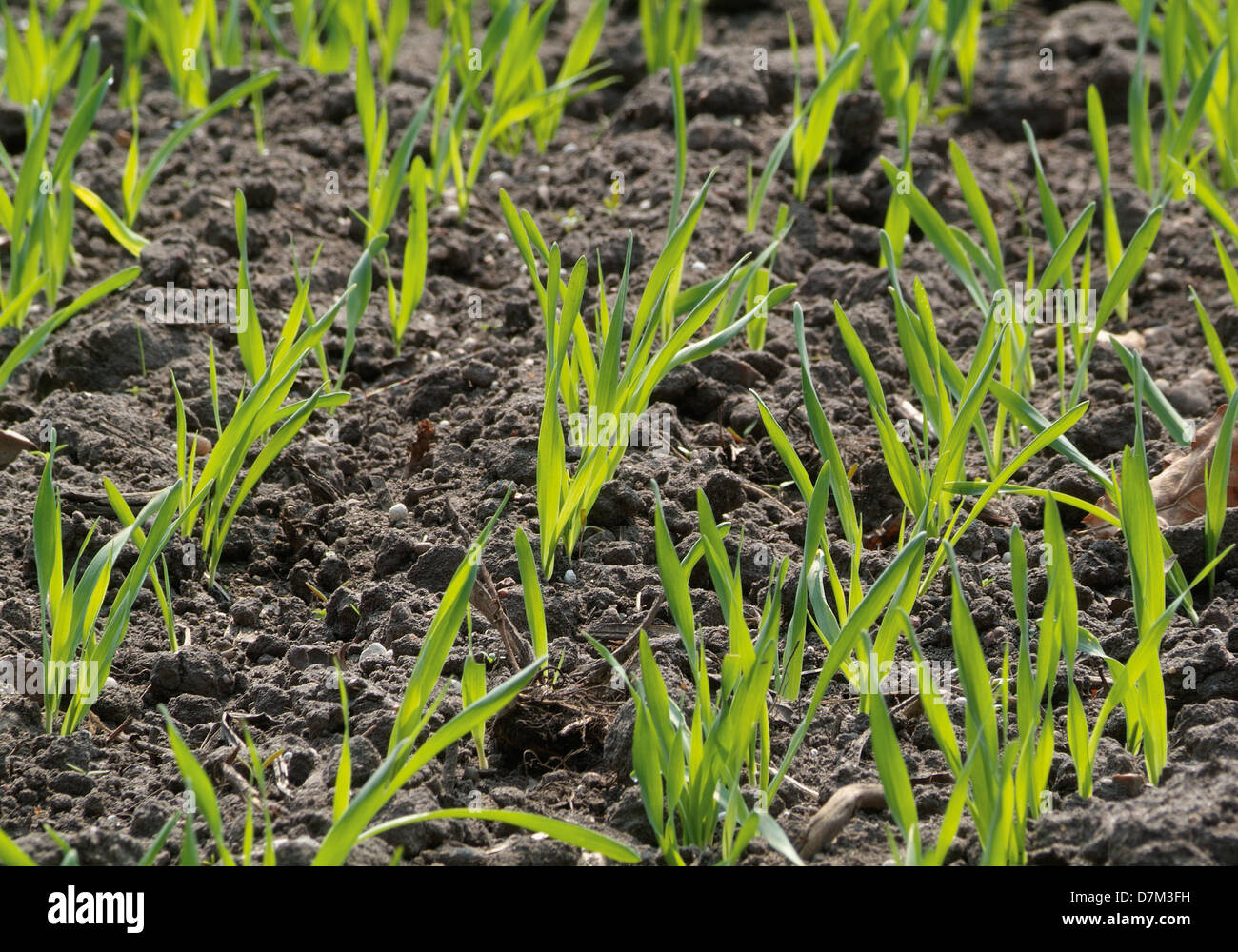 Plants in a field hi-res stock photography and images - Alamy
