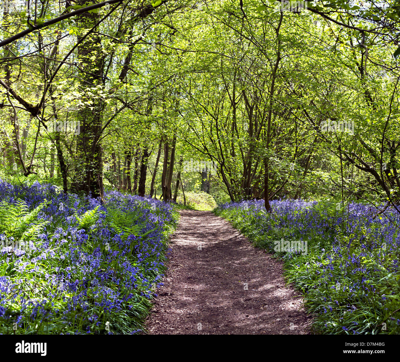 BLUEBELLS GROWING AT HILLHOUSE WOODS IN WEST BERGHOLT, COLCHESTER