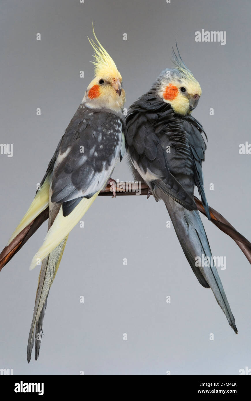 two cockatiels pet birds Stock Photo