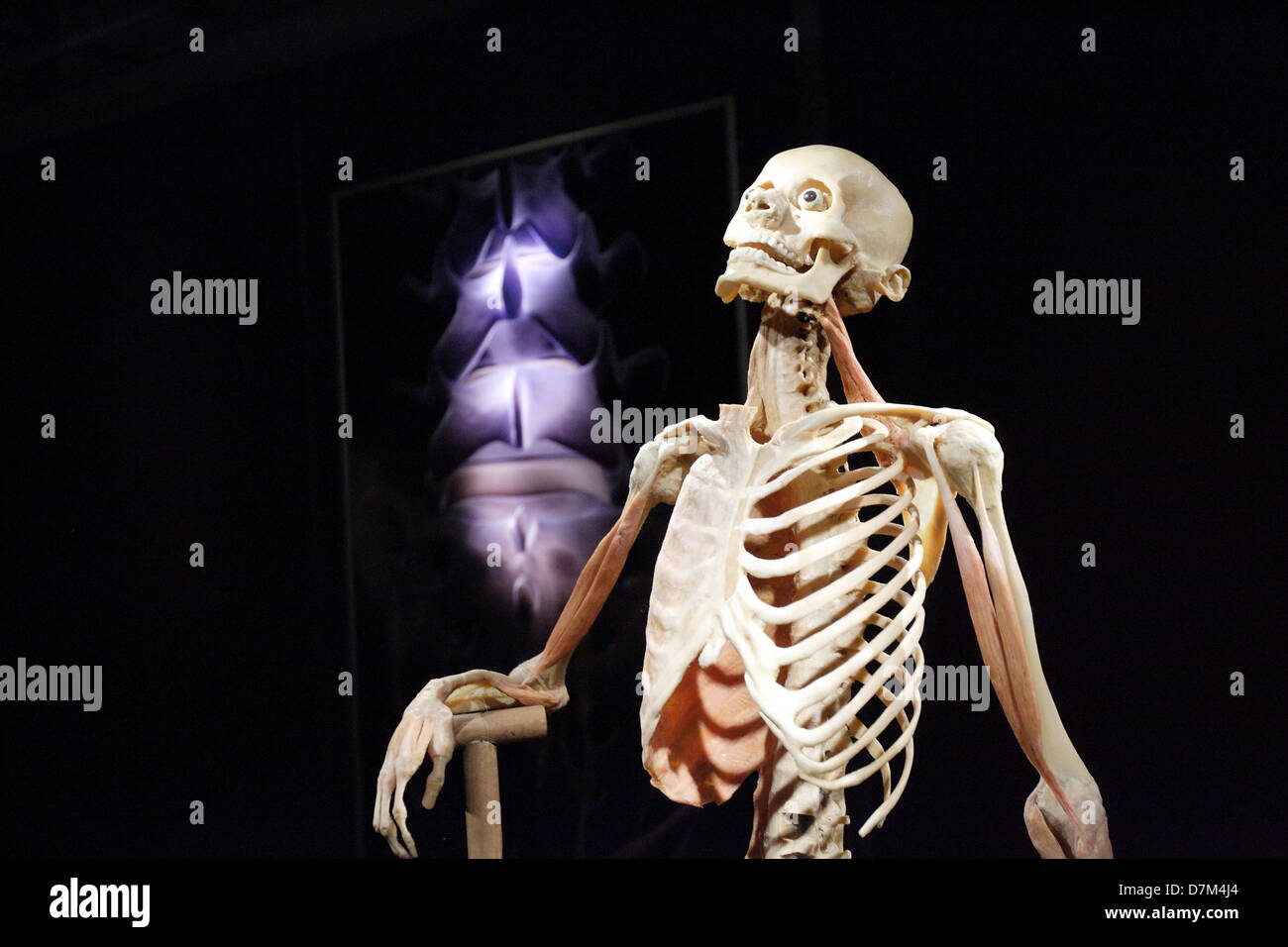 Gdansk, Poland. 10th, May 2013 The Human Body Exhibition in Gdansk. The Human Body Exhibition features the entire anatomy of real human bodies, dissected and preserved to showcase each system of the body. Credit: Michal Fludra/Alamy Live News Stock Photo