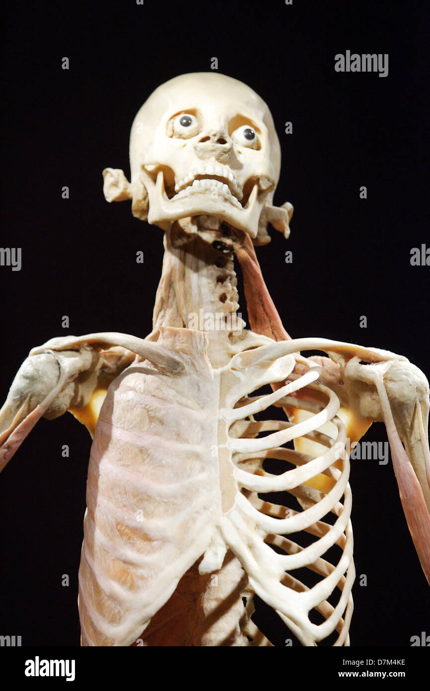 Gdansk, Poland. 10th, May 2013 The Human Body Exhibition in Gdansk. The Human Body Exhibition features the entire anatomy of real human bodies, dissected and preserved to showcase each system of the body. Credit: Michal Fludra/Alamy Live News Stock Photo