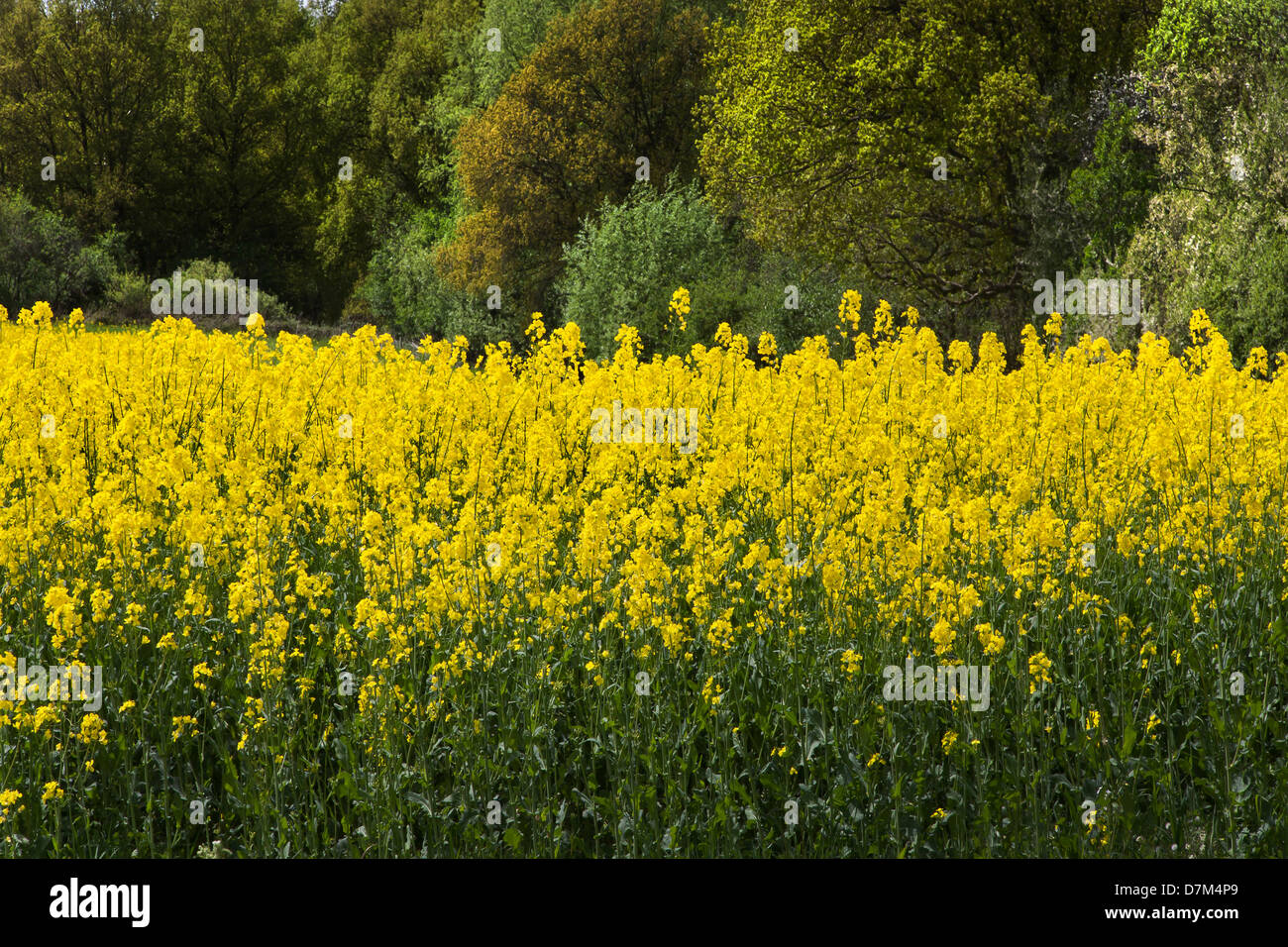 OIL SEED RAPE FIELD IN ESSEX Stock Photo - Alamy