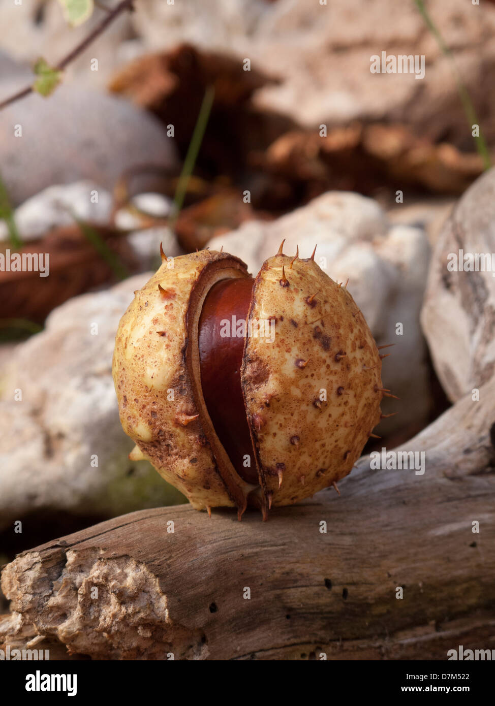 Horse chestnut seed hi-res stock photography and images - Alamy