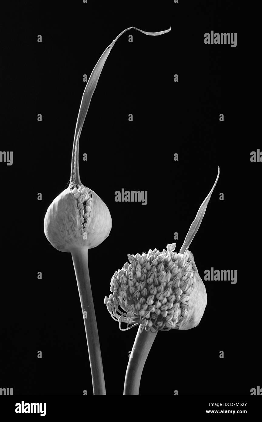 Onion flowers in black and white Stock Photo
