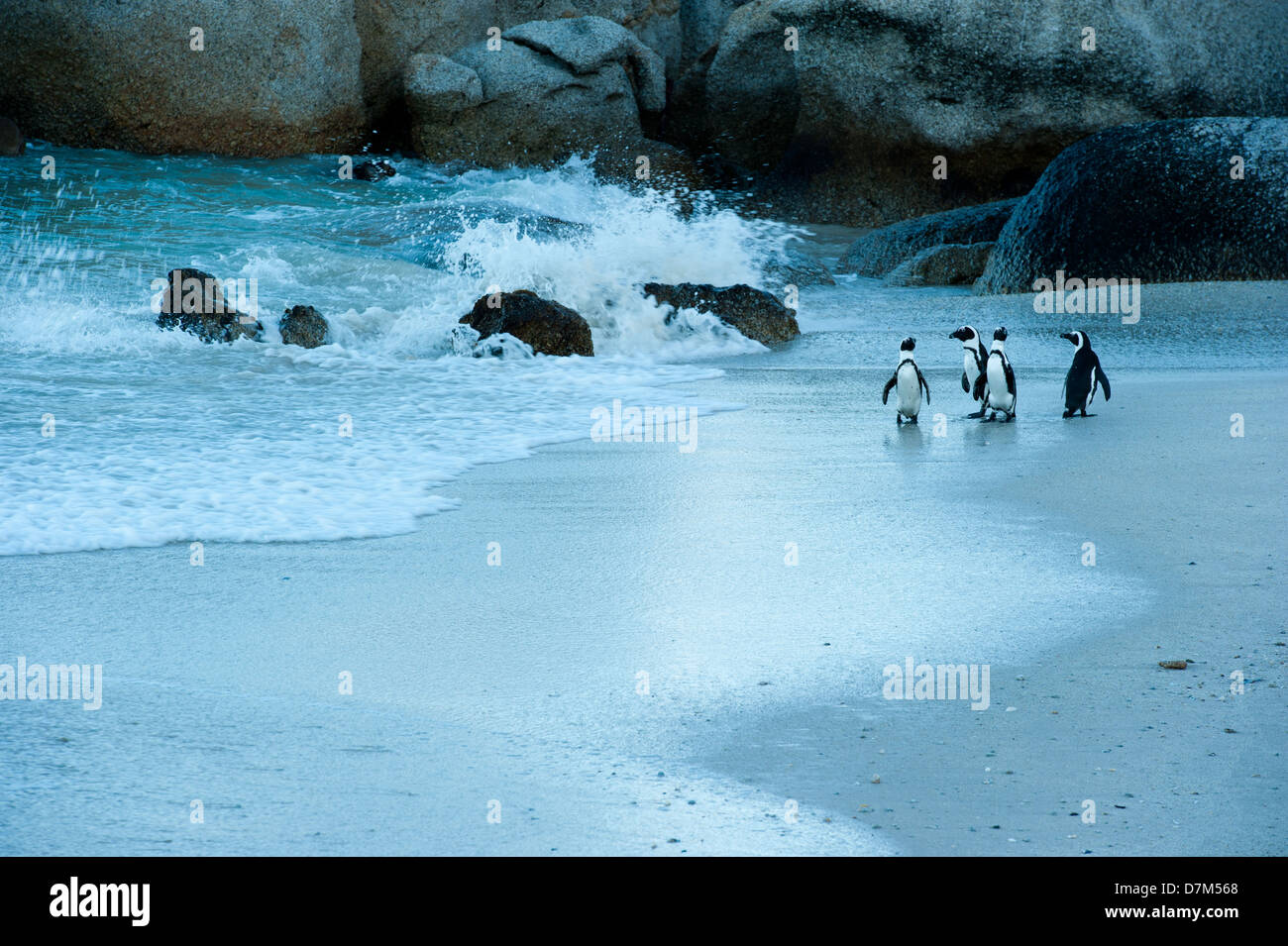African penguins, Spheniscus demersus, Boulders Beach, Cape Peninsula, South Africa Stock Photo