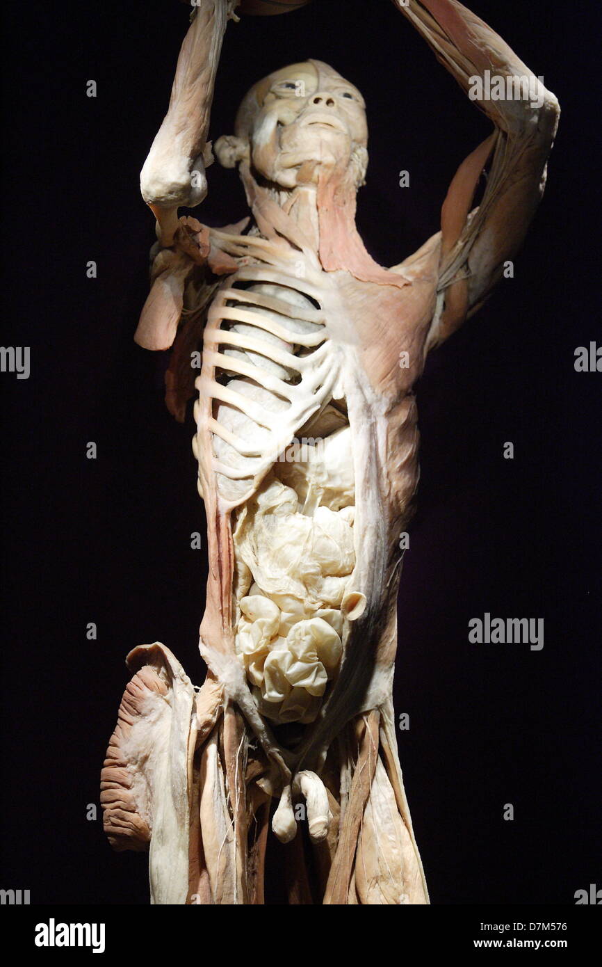 Gdansk, Poland. 10th, May 2013 The Human Body Exhibition in Gdansk. The Human Body Exhibition features the entire anatomy of real human bodies, dissected and preserved to showcase each system of the body. Credit: Michal Fludra/Alamy Live News Stock Photo