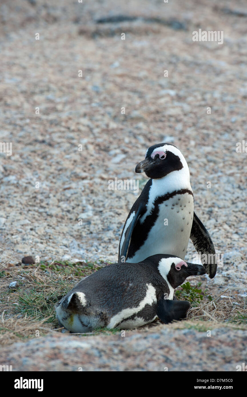 African penguin pair, Spheniscus demersus, Boulders Beach, Cape Peninsula, South Africa Stock Photo