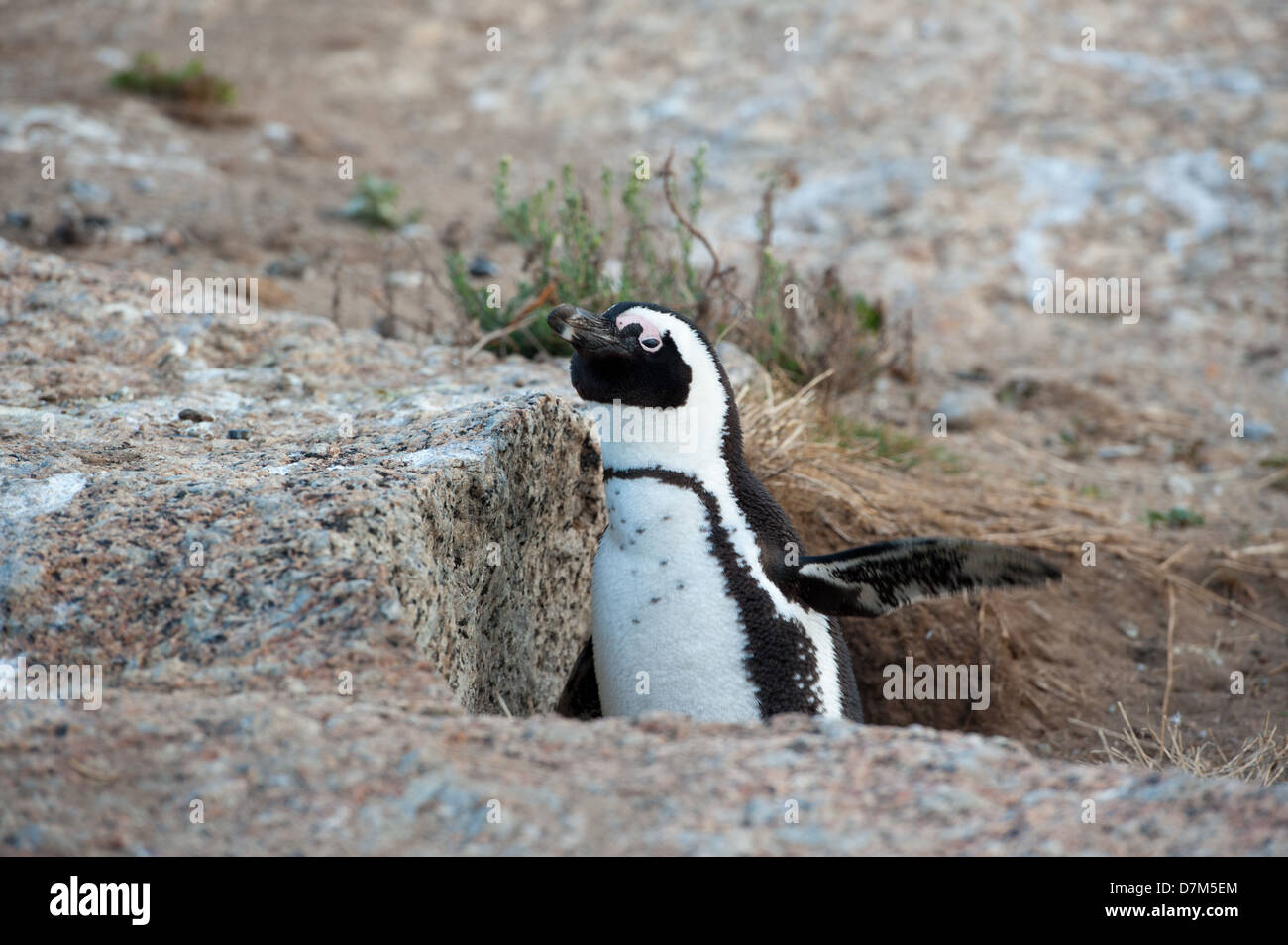 African penguin nesting, Spheniscus demersus, Boulders Beach, Cape Peninsula, South Africa Stock Photo