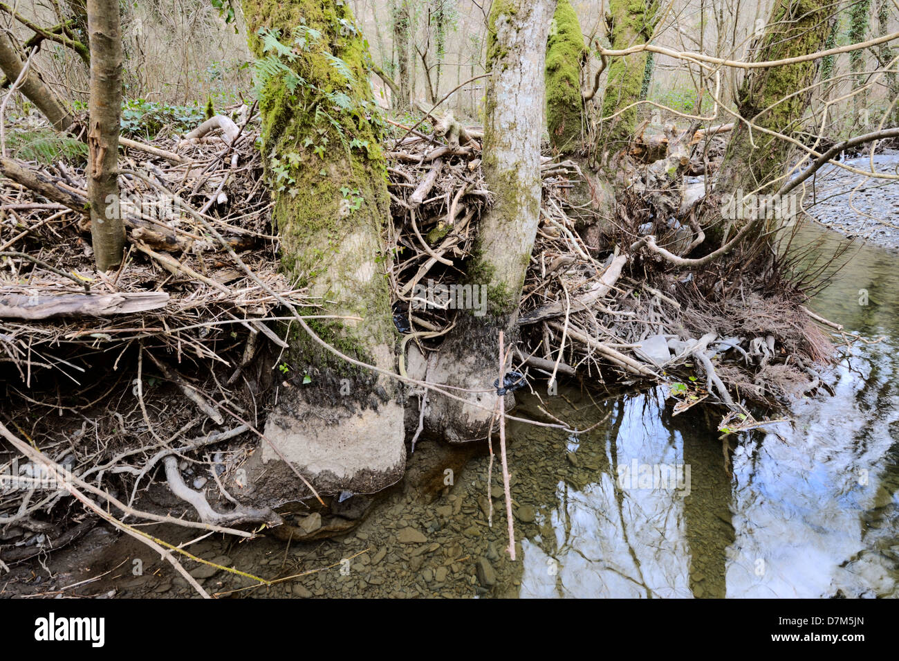 Woody debris deposited by floodwater and trapped amongst riverside trees, River Wyre, Wales, UK. Stock Photo