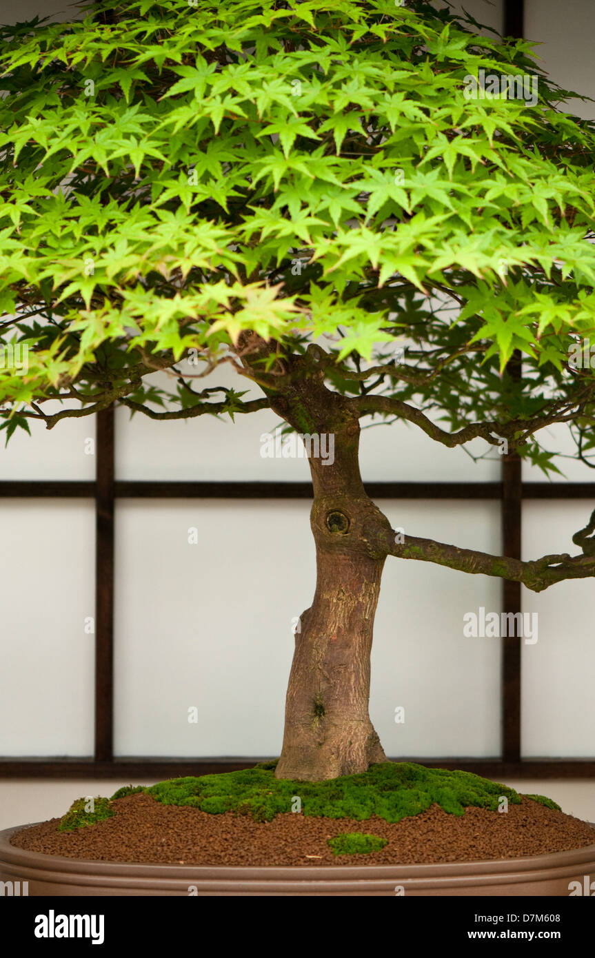 Portrait image of a Japanese Maple Bonsai tree Stock Photo Alamy