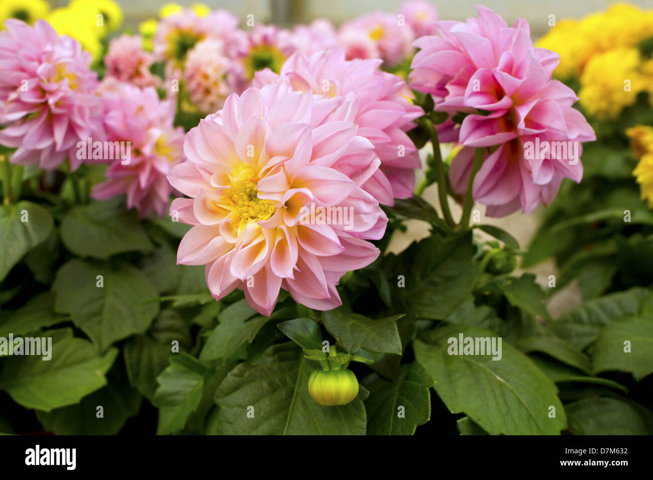 Pink dahlias close-up. Stock Photo