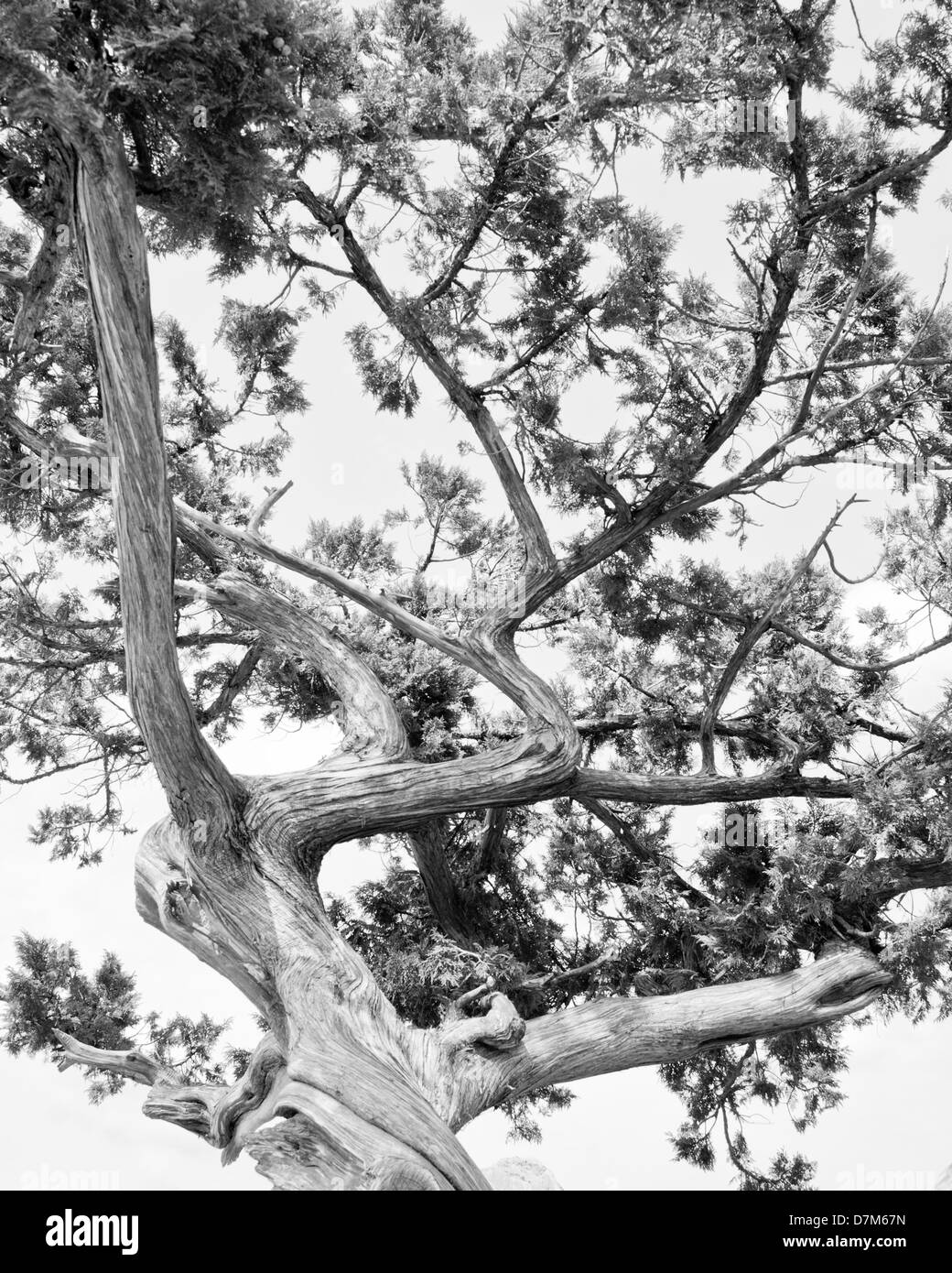 Tree. Abstract silhouette of pine tree branches. Black & White image Stock Photo