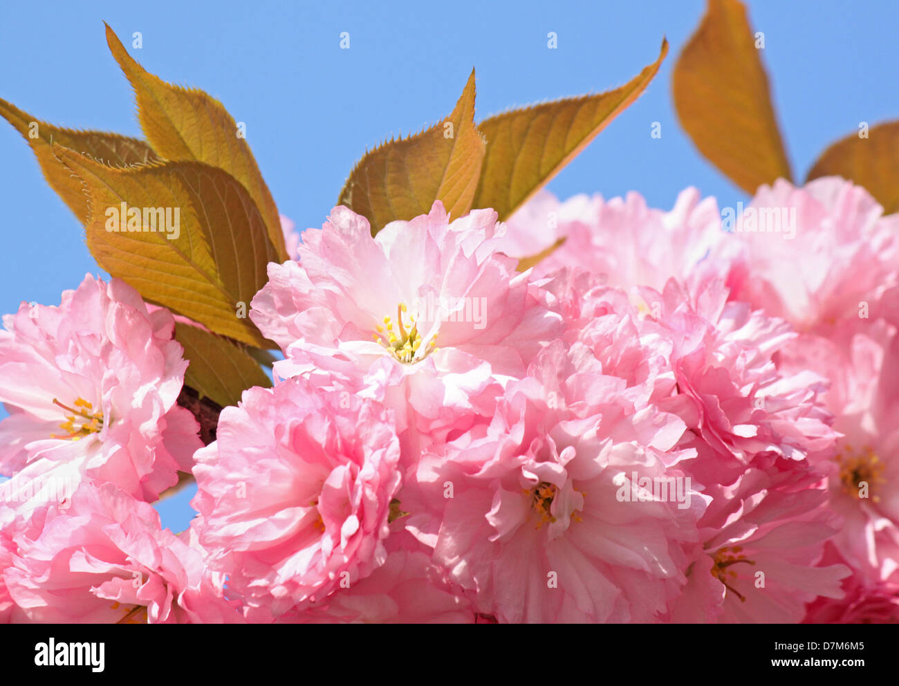 close up of pink cherry blossom Stock Photo