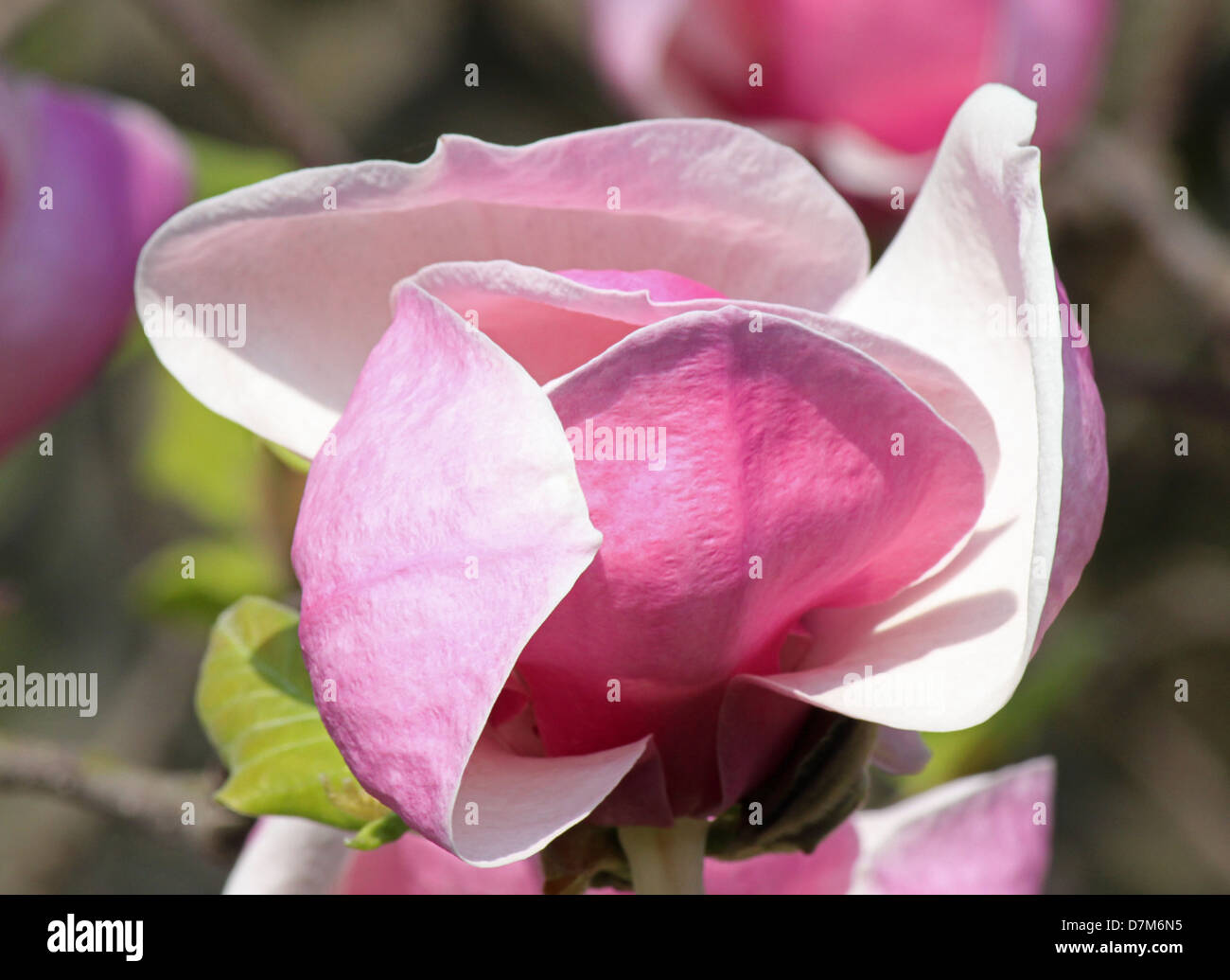 Saucer magnolia blossom close hi-res stock photography and images - Alamy