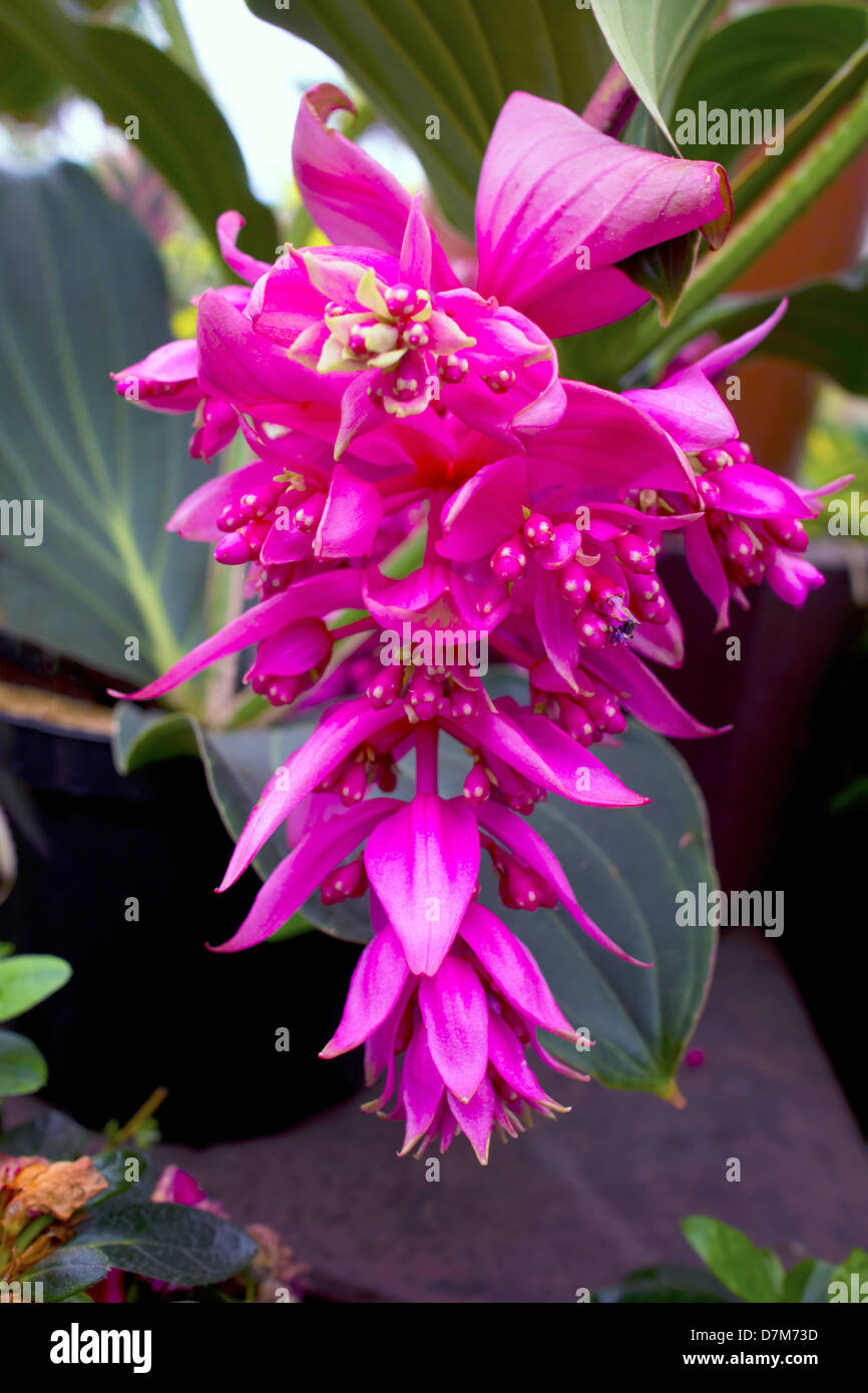 Medinilla magnifica hi-res stock photography and images - Alamy