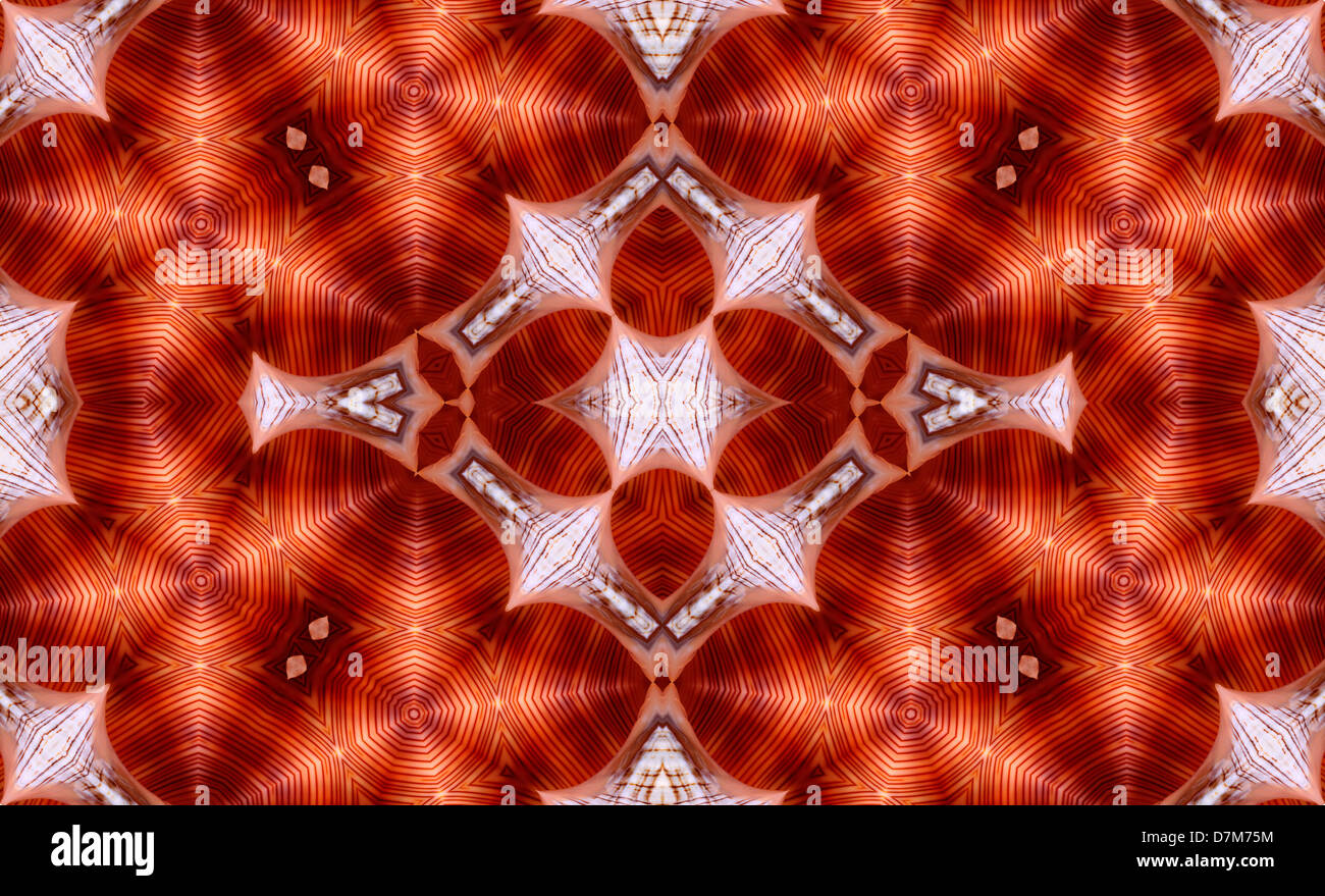 Symmetrical pattern made from repeated image of a Foxhead / Horse Conch seashell (Fasciolaria trapezium Linne) Stock Photo
