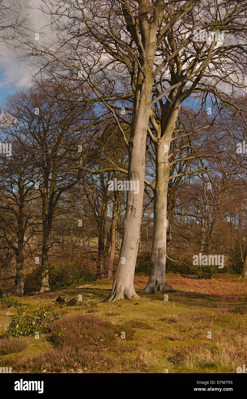 Tall Beech trees near Alnwickin Spring Stock Photo Alamy