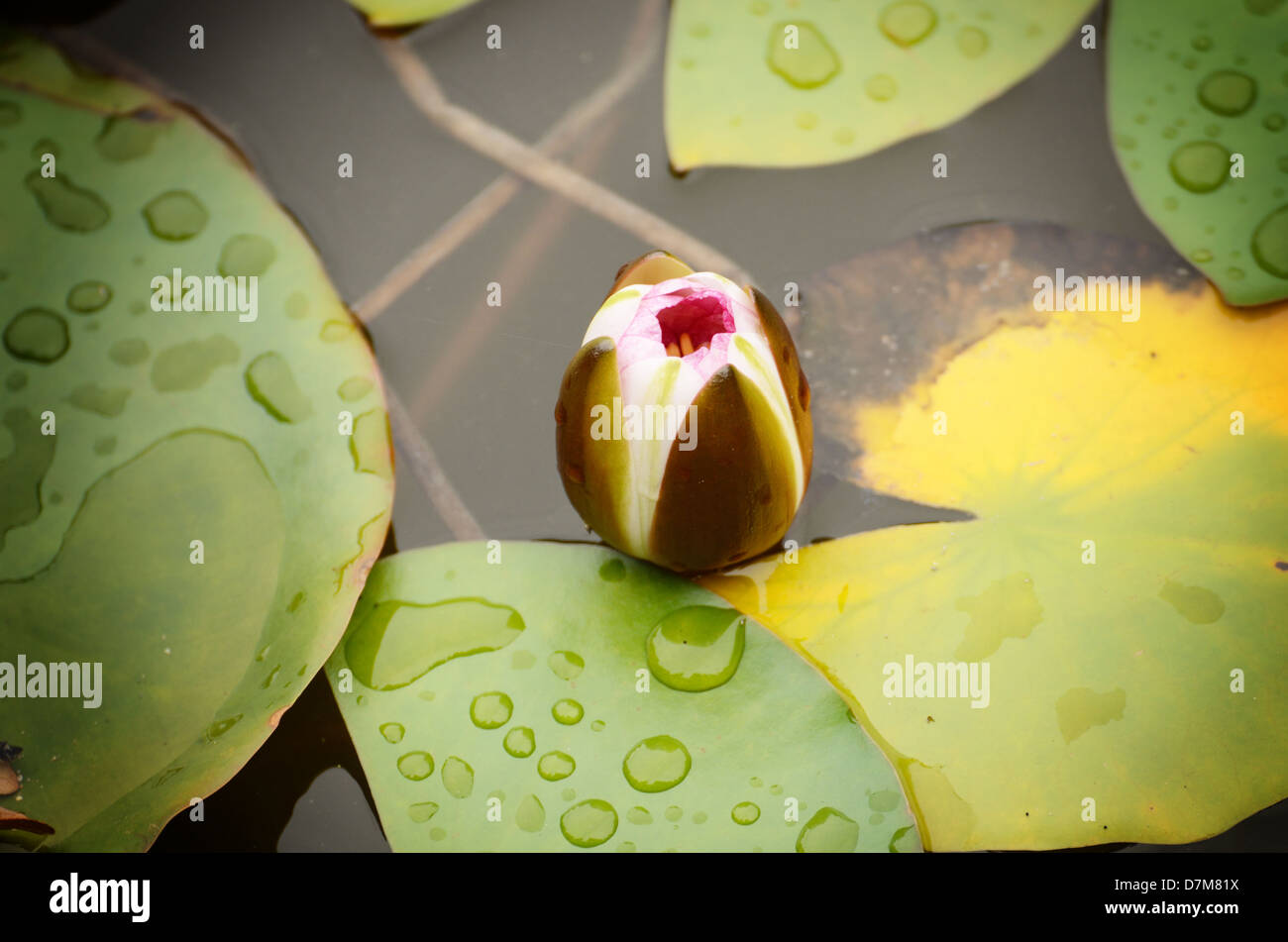 Asian water lily hires stock photography and images Alamy