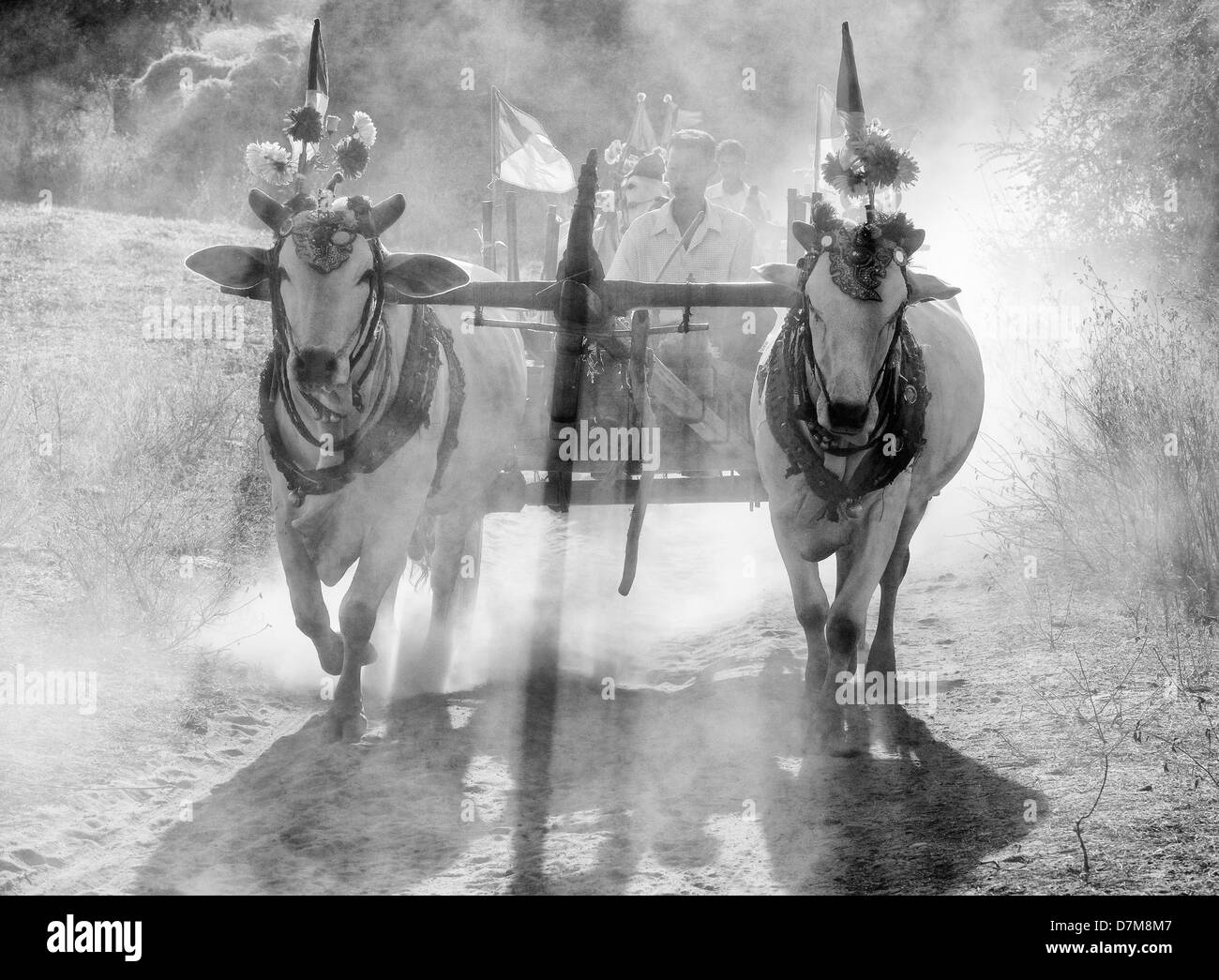 Oxen cart in the dust, Bagan, Burma (Myanmar) Stock Photo