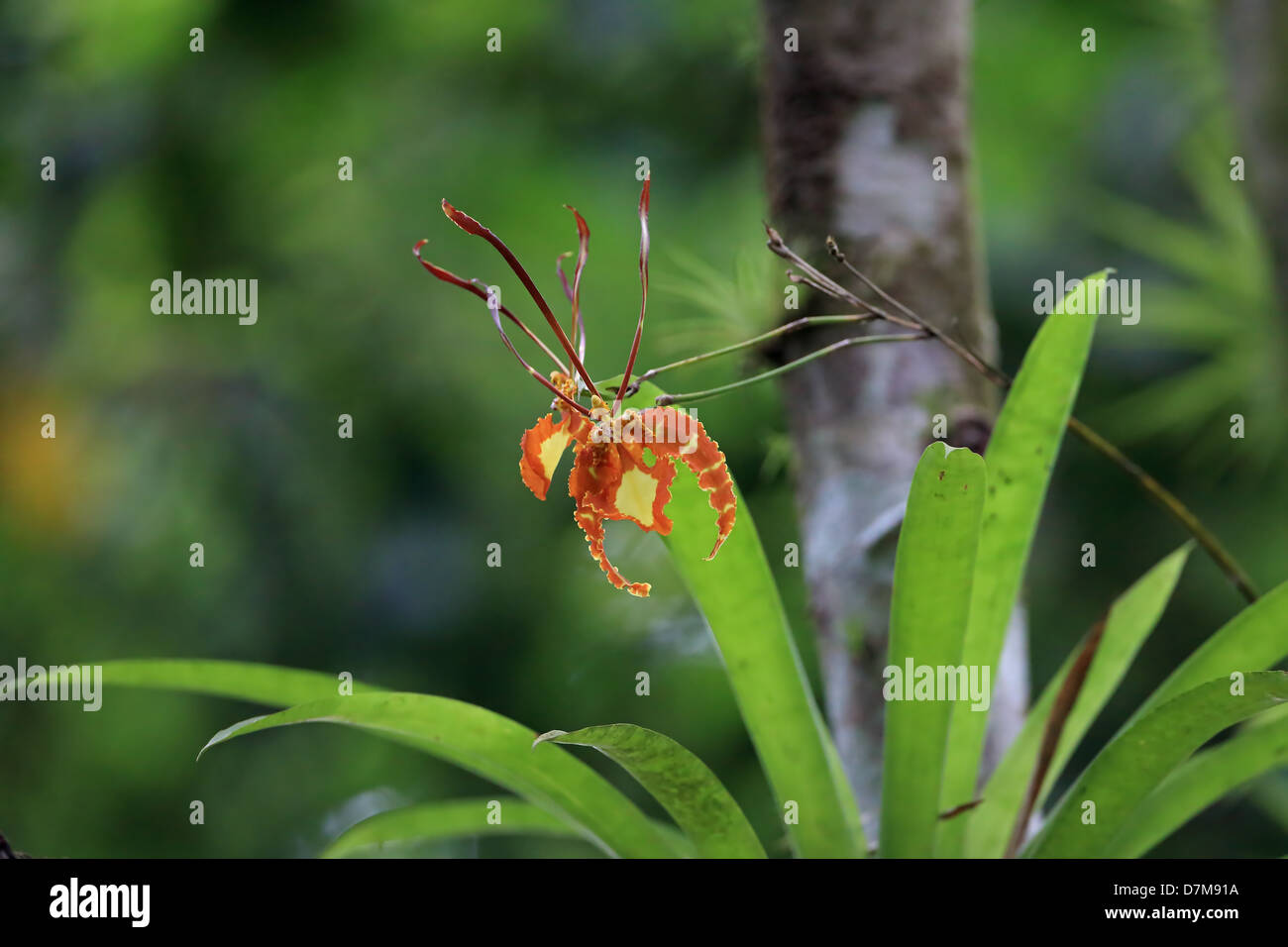 Butterfly Orchid (Psychopsis papilio) Stock Photo