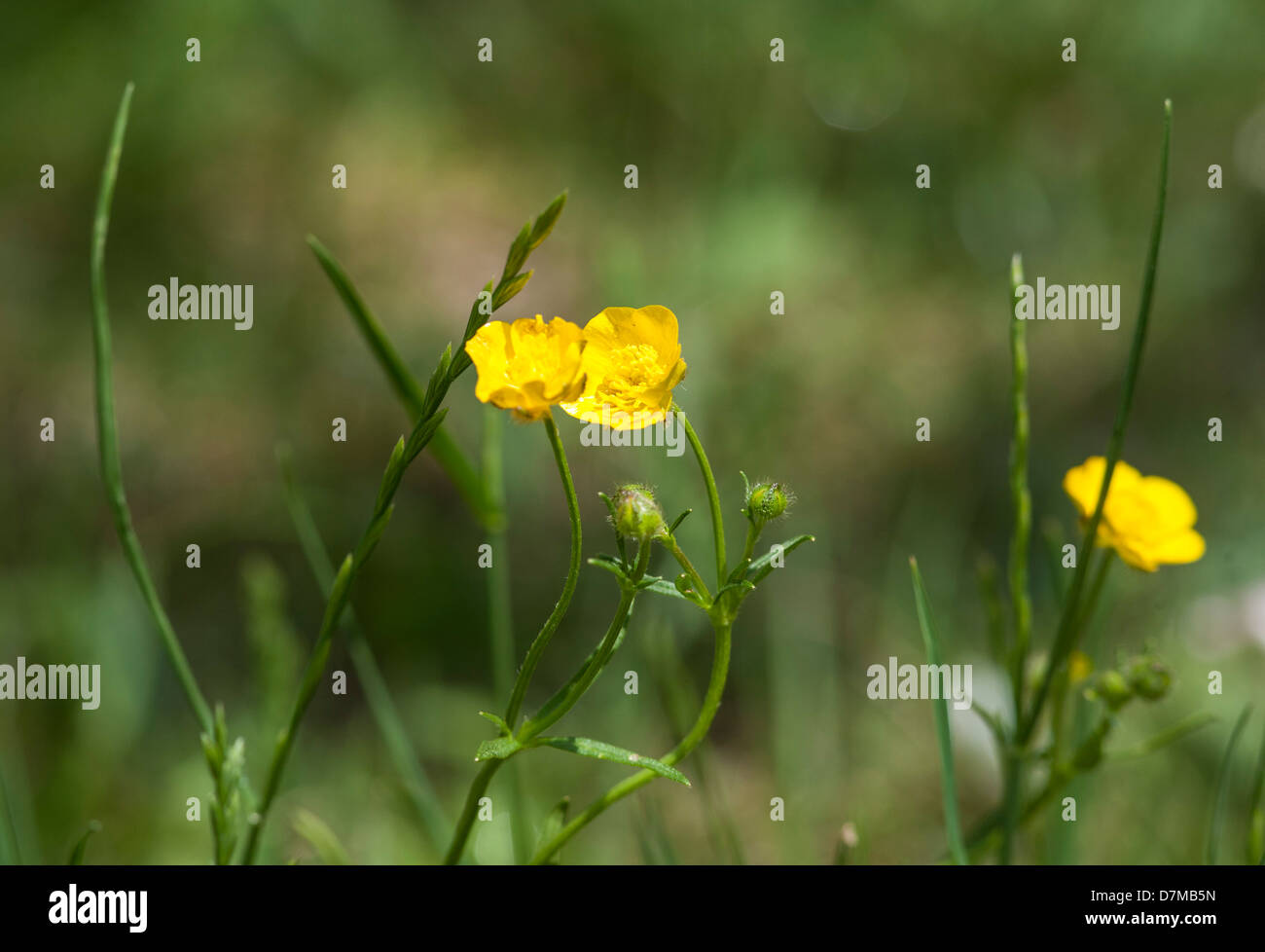 Yellow Buttercups, closeup Stock Photo Alamy