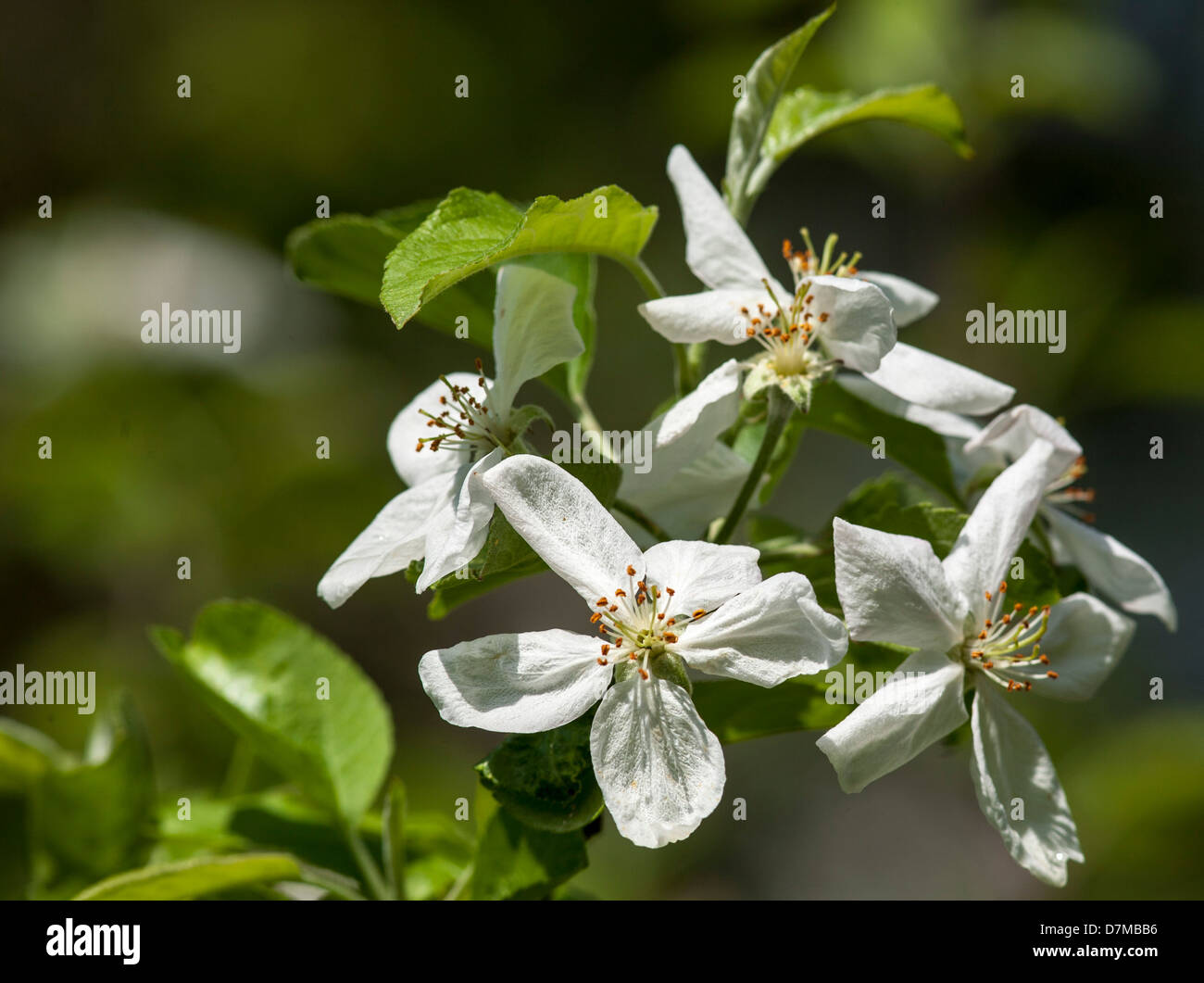 Apple Tree in blossom, Details of branches Stock Photo