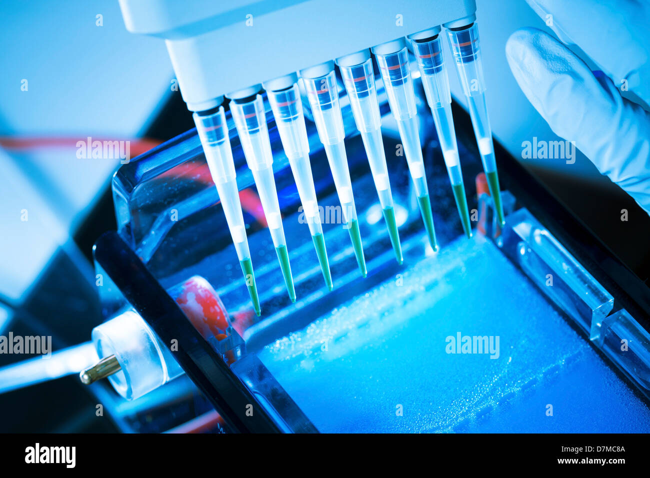 Agarose gel electrophoresis hi-res stock photography and images - Alamy