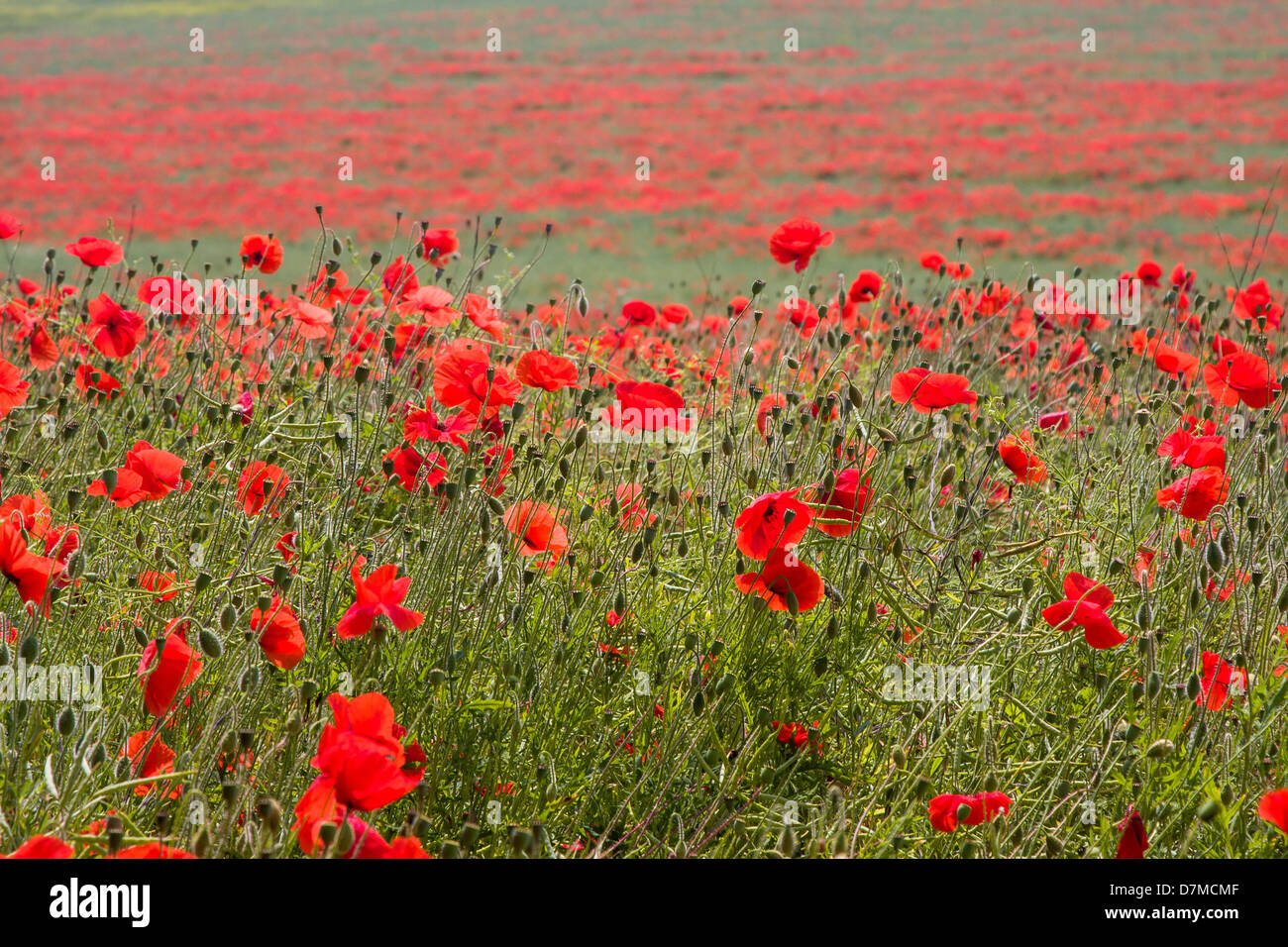 Red Poppies in field Stock Photo