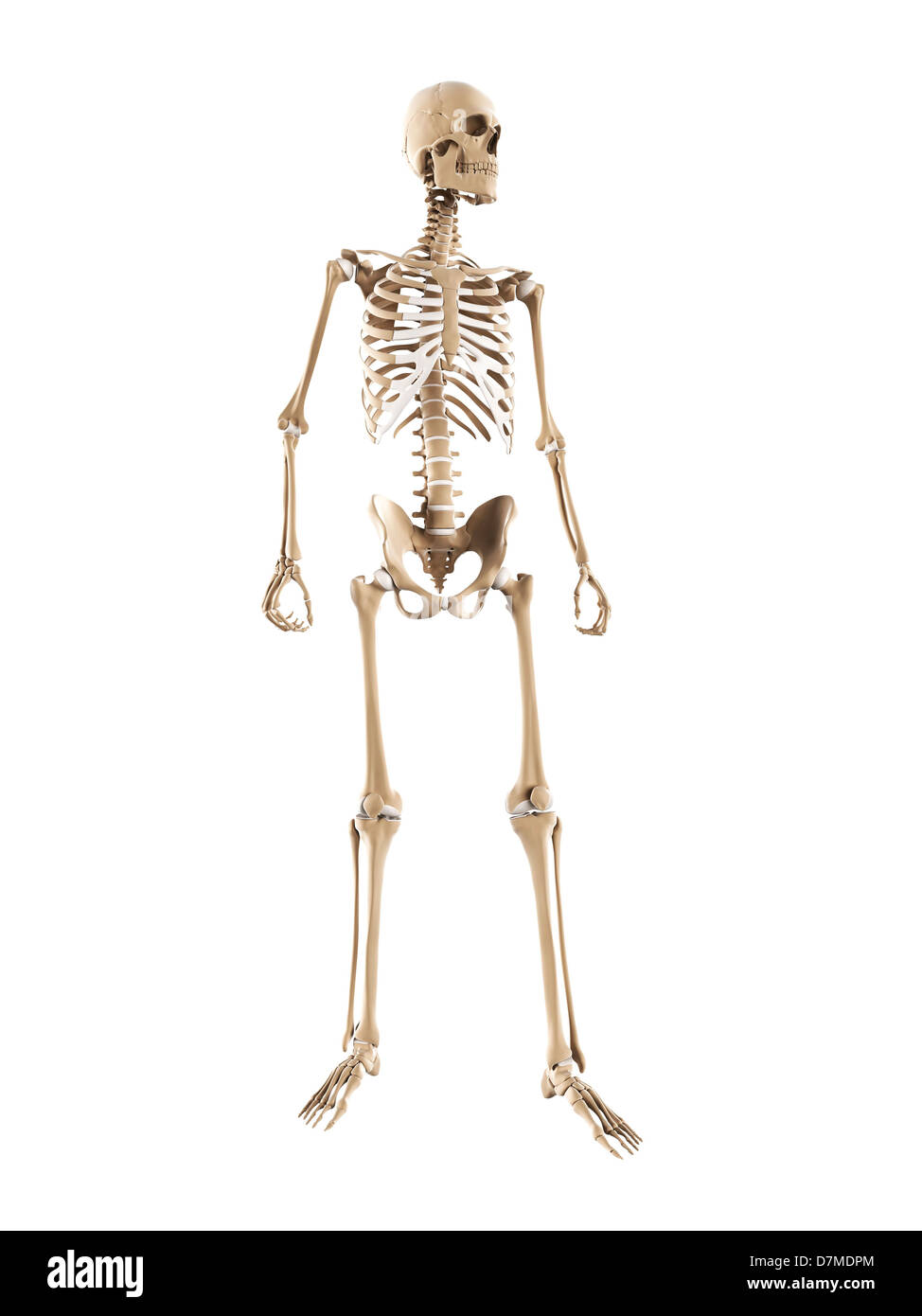 Skeleton, artwork Stock Photo