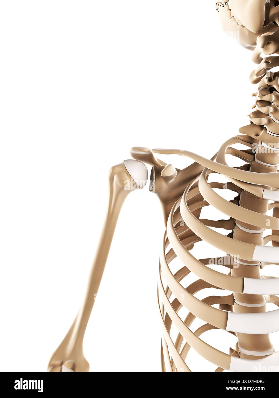 Skeletal shoulder hi-res stock photography and images - Alamy