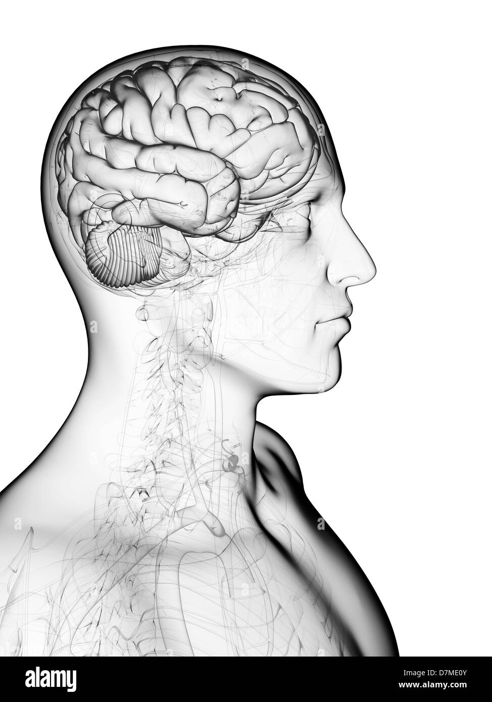 Male brain, artwork Stock Photo