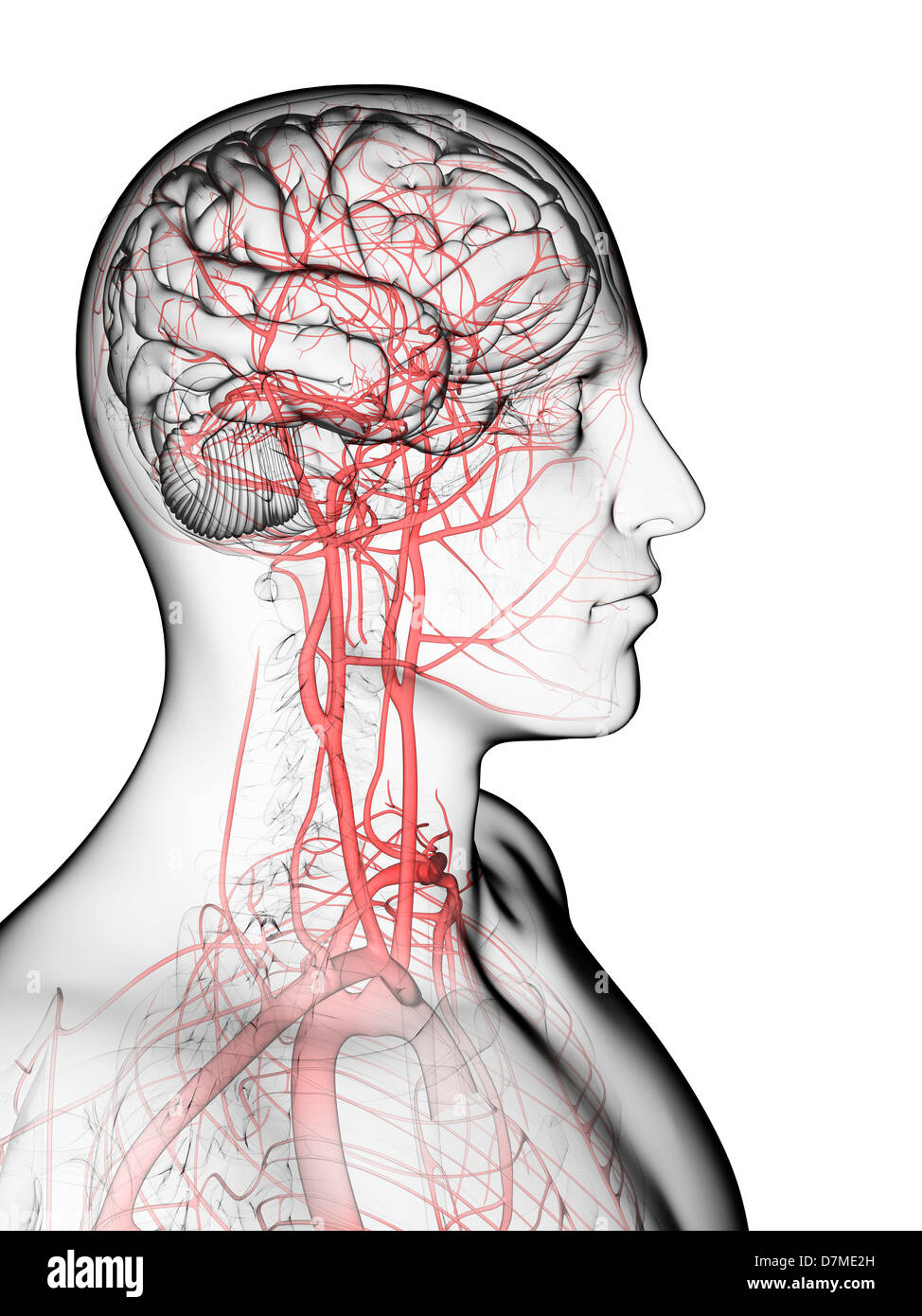 Brain's blood supply, artwork Stock Photo