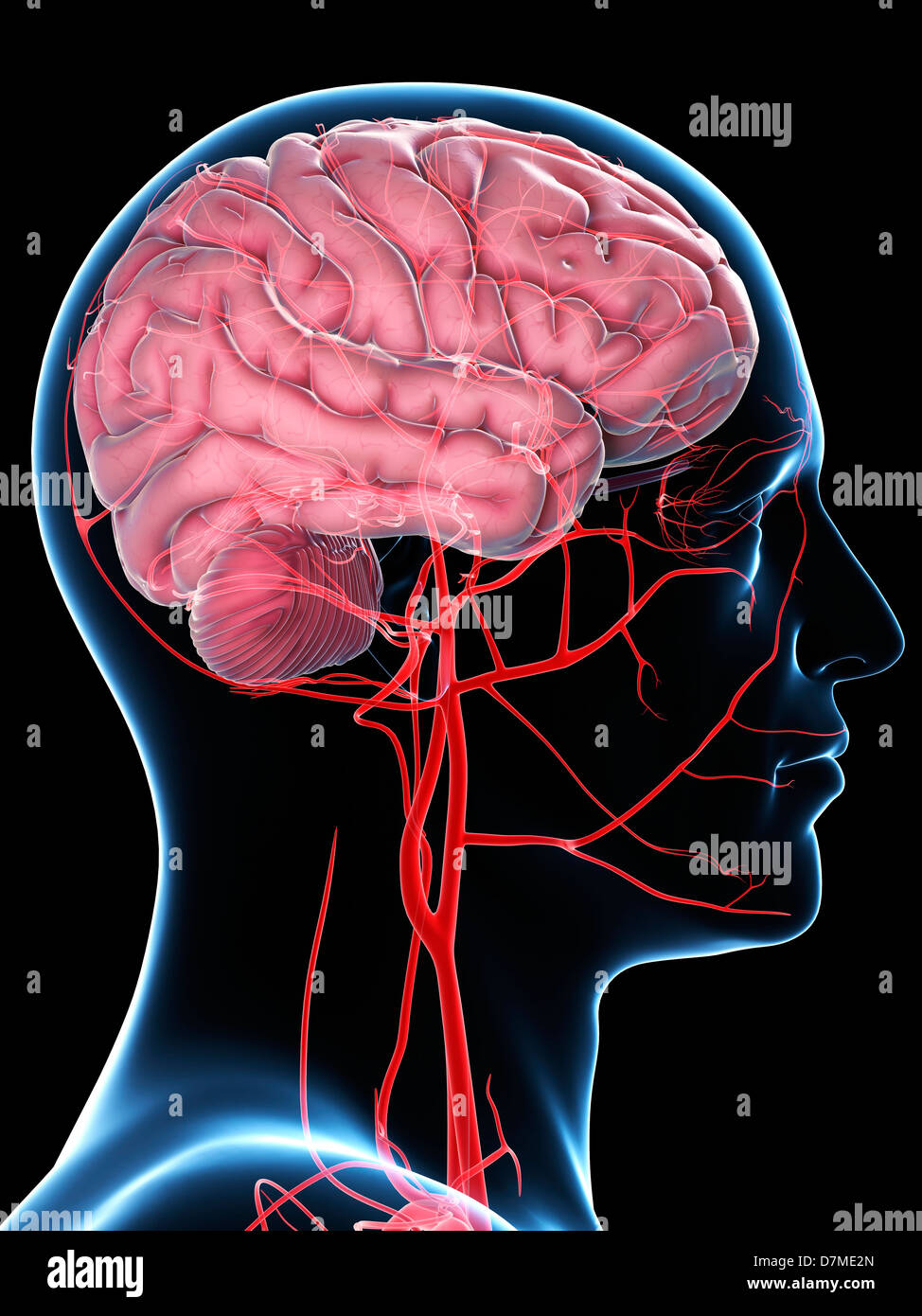 Brain's blood supply, artwork Stock Photo Alamy