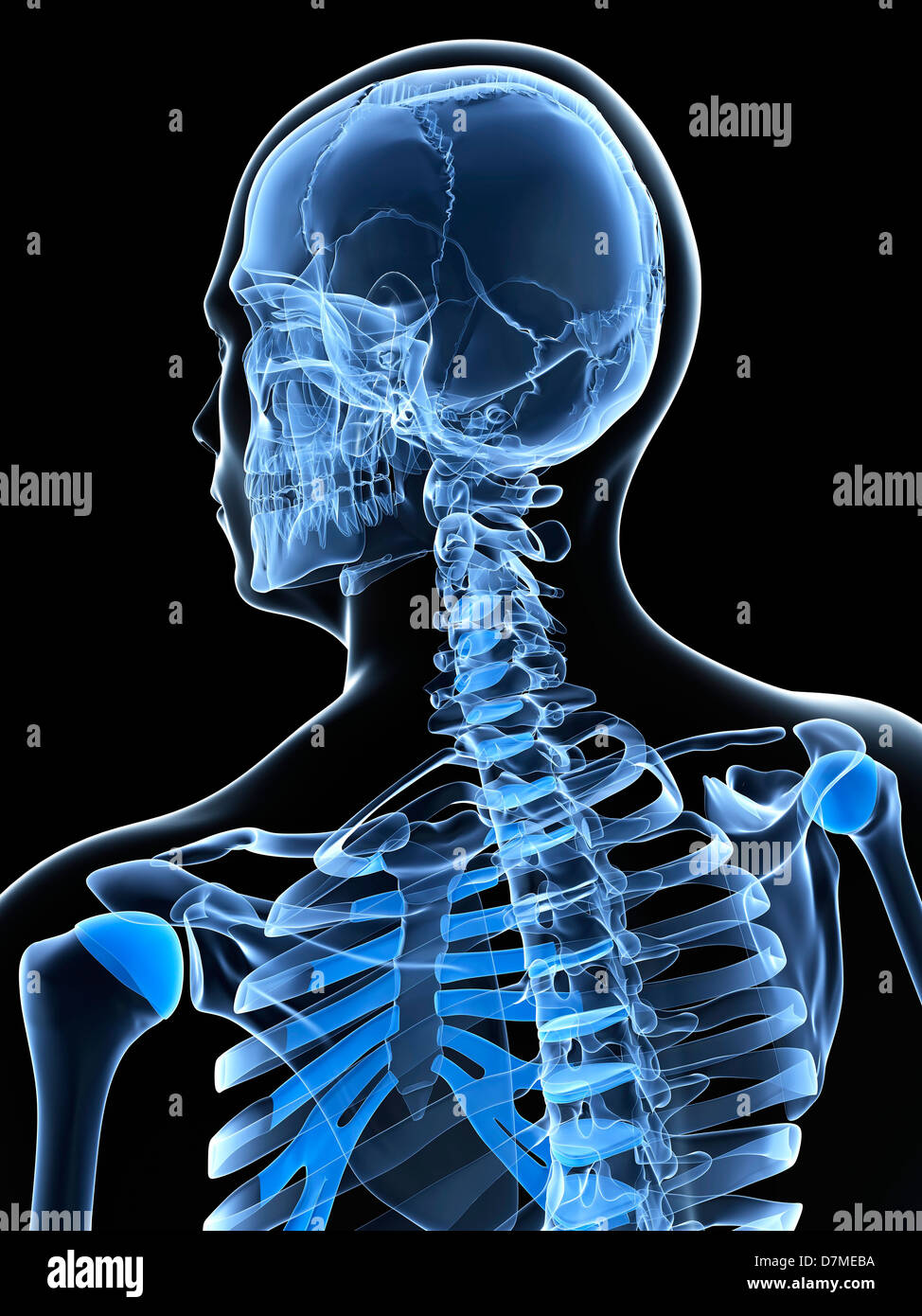 Normal neck bones hires stock photography and images Alamy
