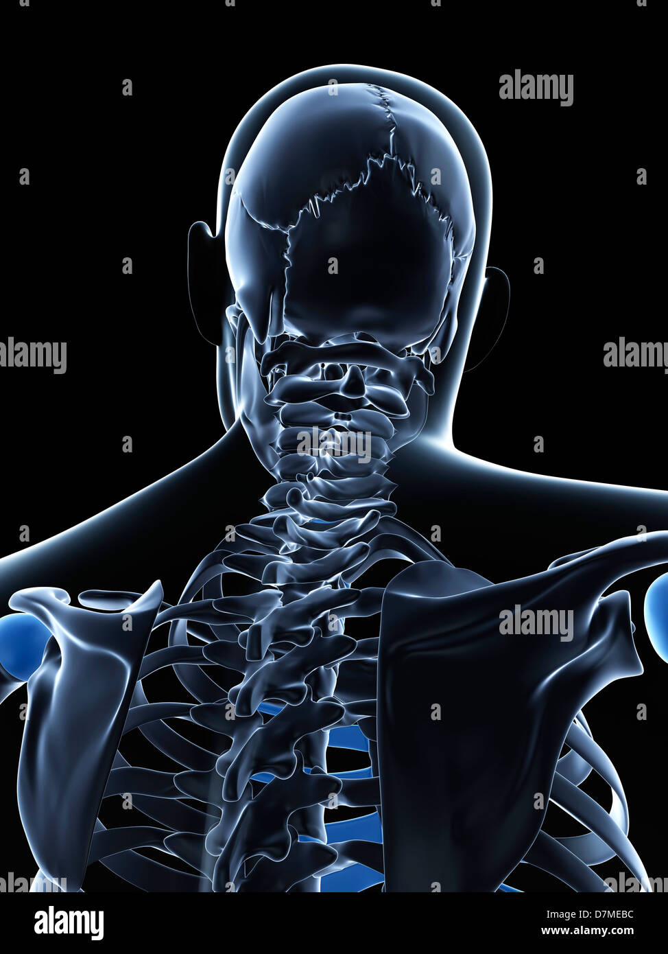 Male neck bones, artwork Stock Photo Alamy