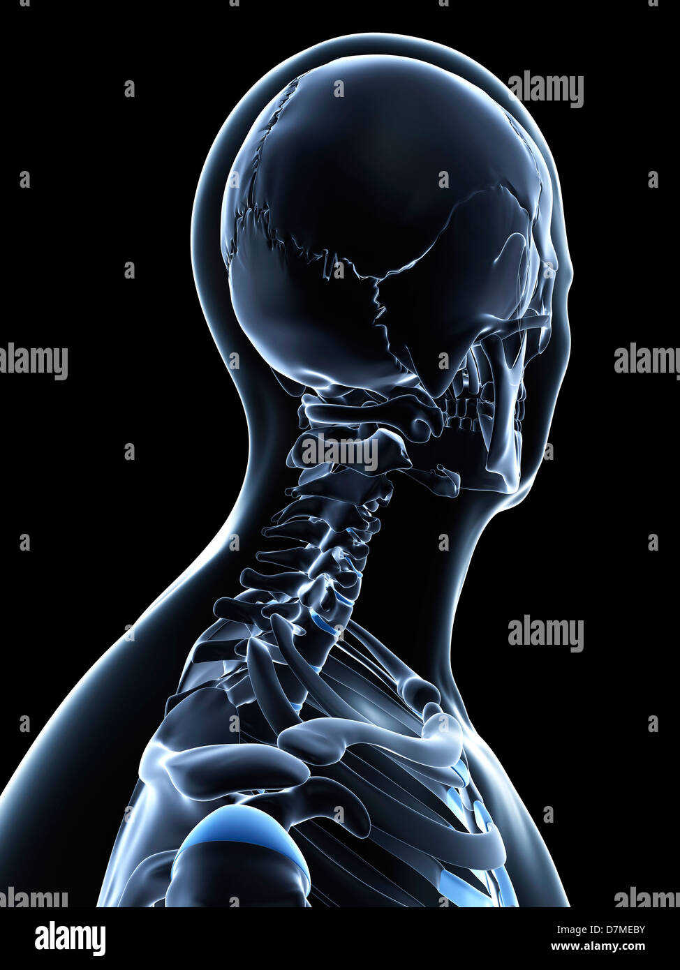 Male neck bones, artwork Stock Photo Alamy
