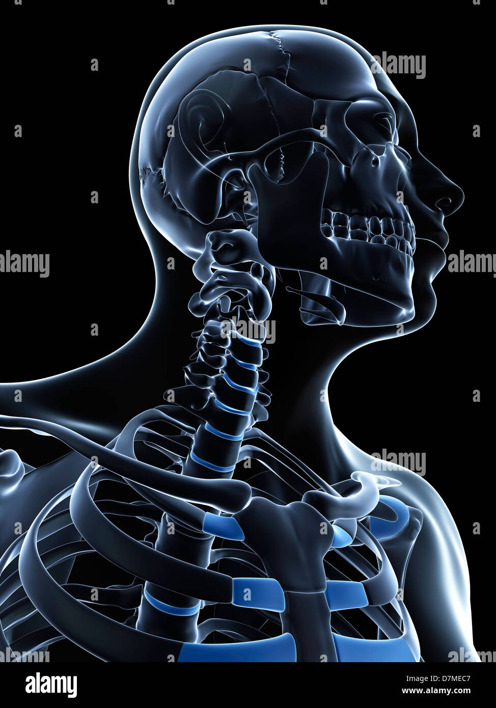 Male neck bones, artwork Stock Photo Alamy
