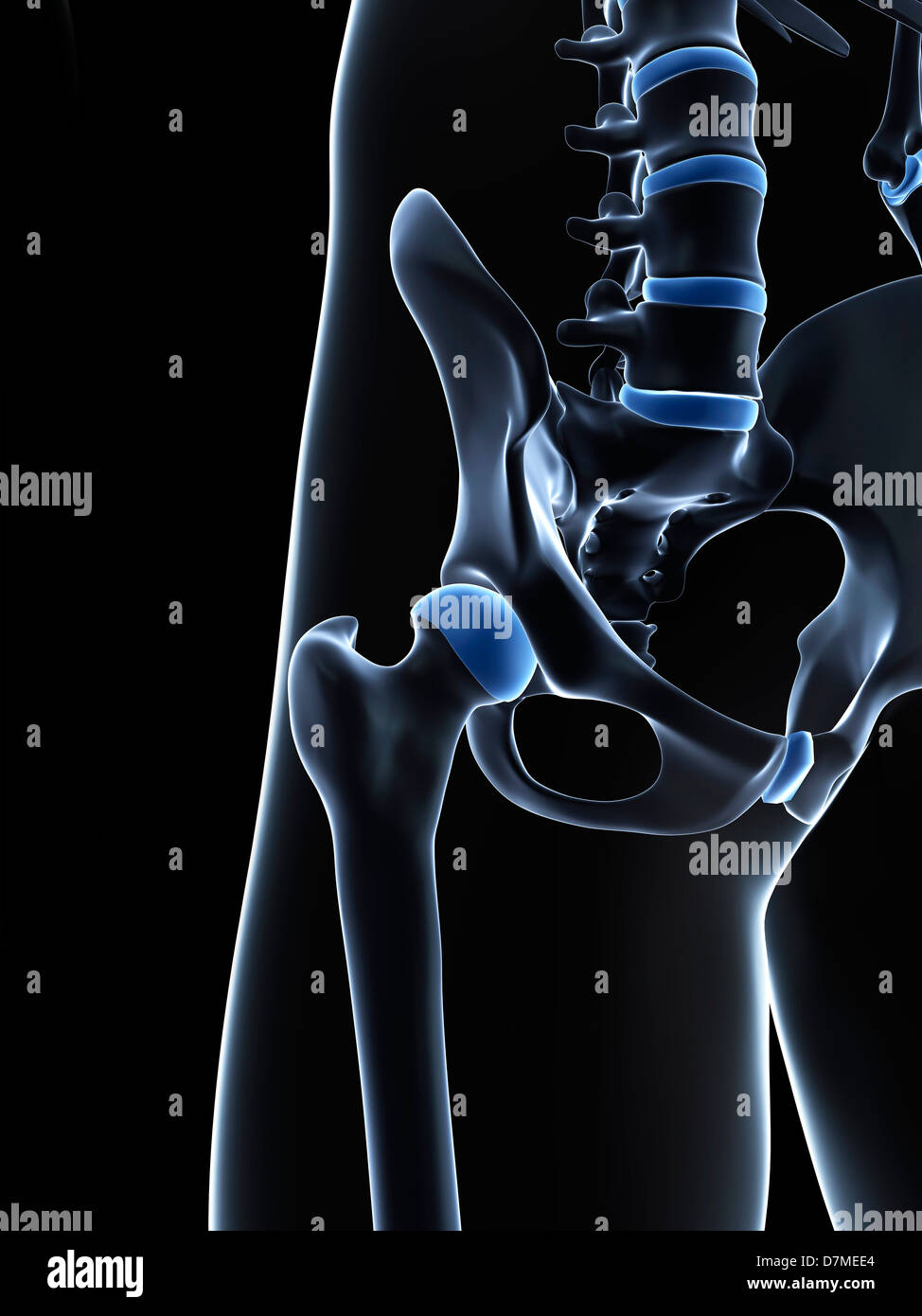 Male Pelvis Bones Stock Photos & Male Pelvis Bones Stock Images - Alamy