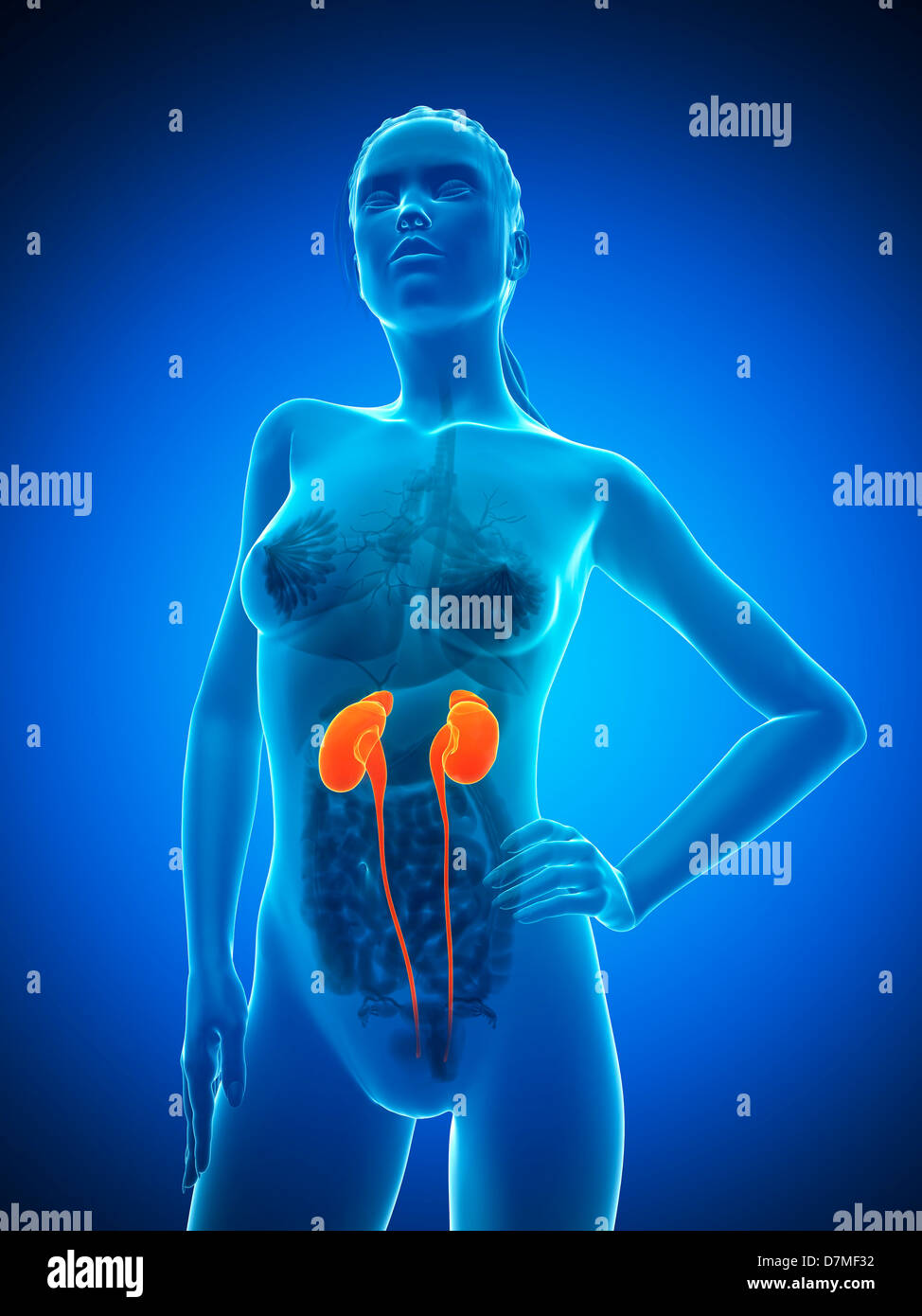 Healthy Kidneys Stock Photos & Healthy Kidneys Stock Images - Alamy