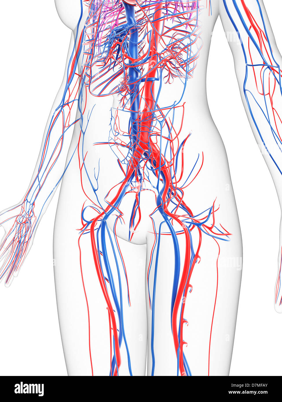 Healthy Female Vascular System High Resolution Stock Photography and