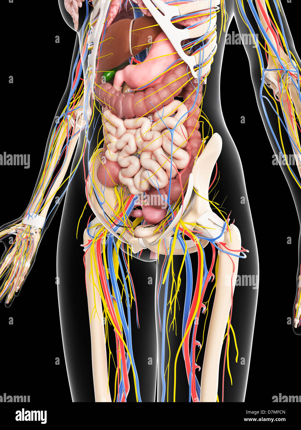 Anatomy Of Female Hip