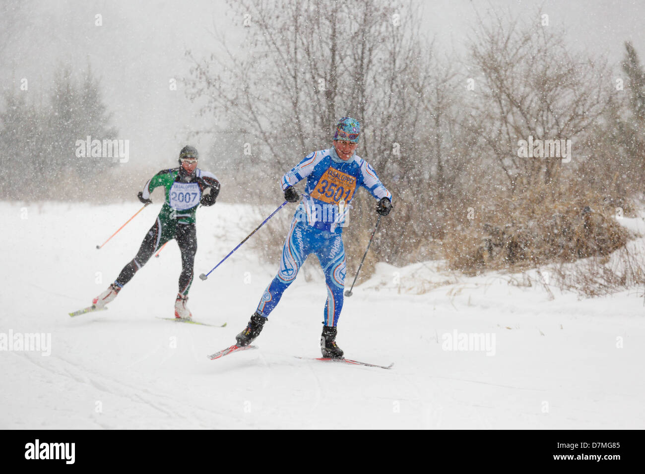 Cross country skiers race in the Mora Vasaloppet on February 10, 2013 in Mora, Minnesota. Stock Photo