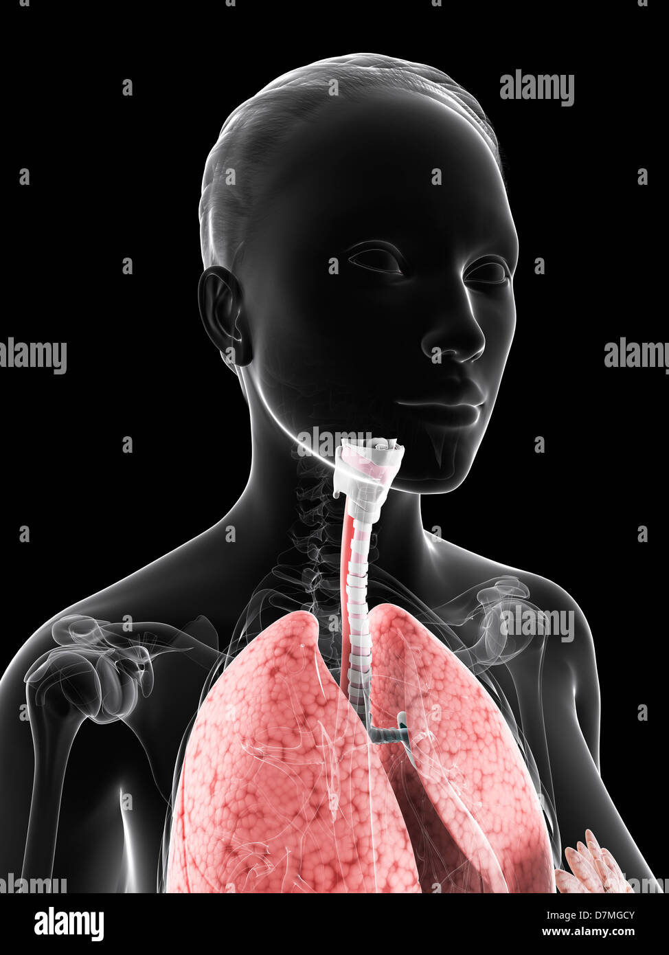 Female Respiratory System Stock Photos & Female Respiratory System