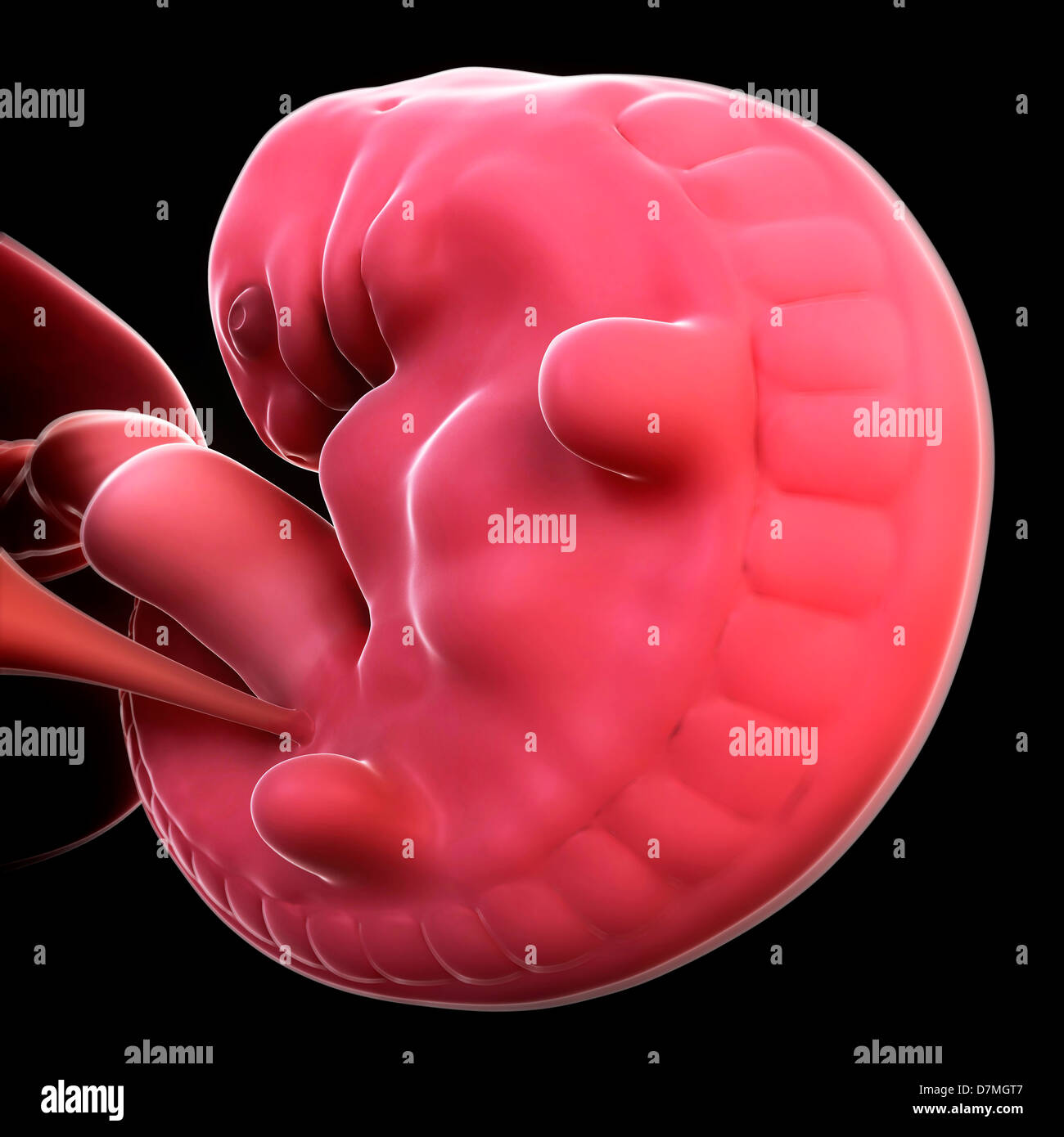 Embryo at 6 weeks hi-res stock photography and images - Alamy