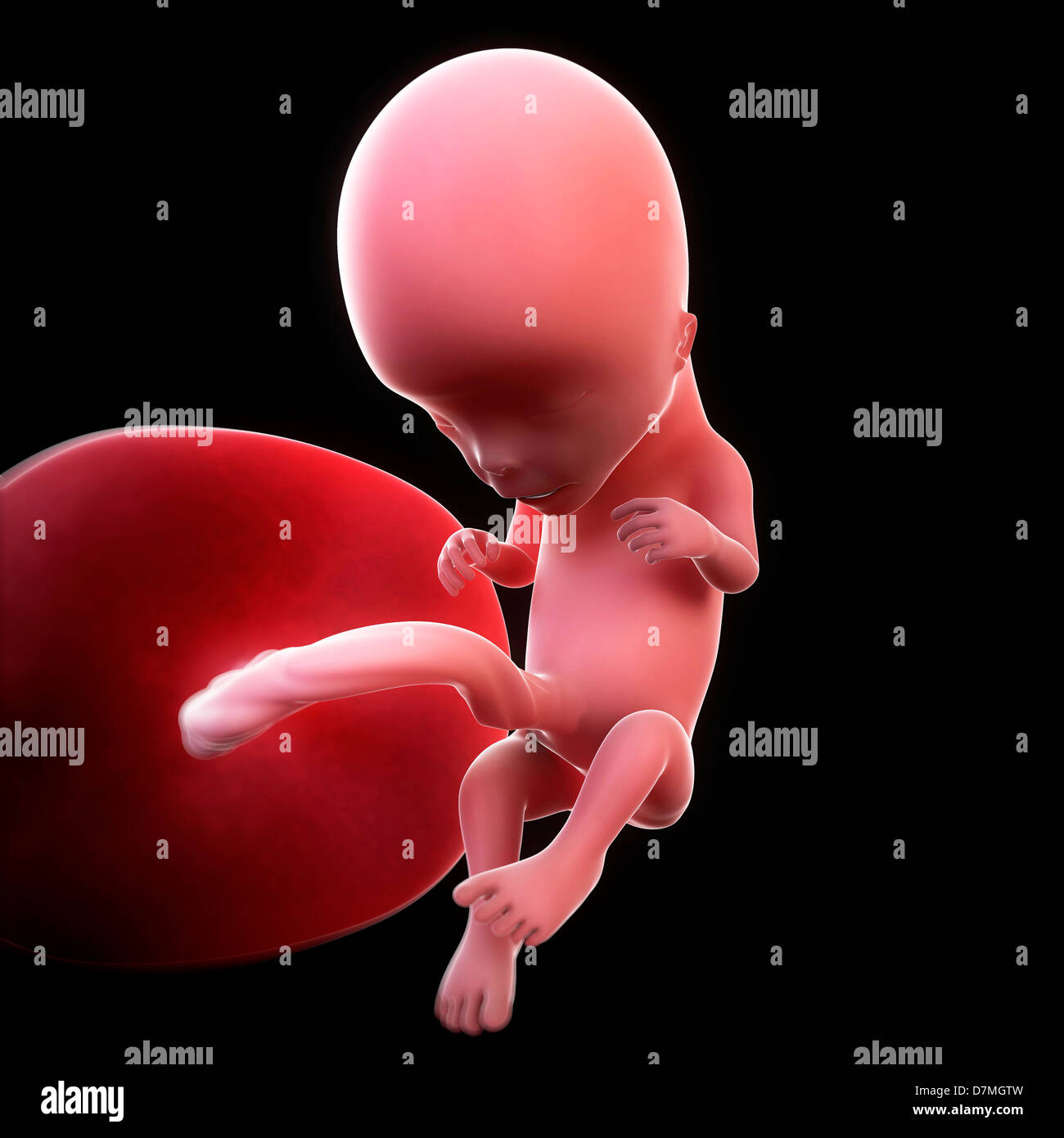foetus de 12 semaines de grossesse
