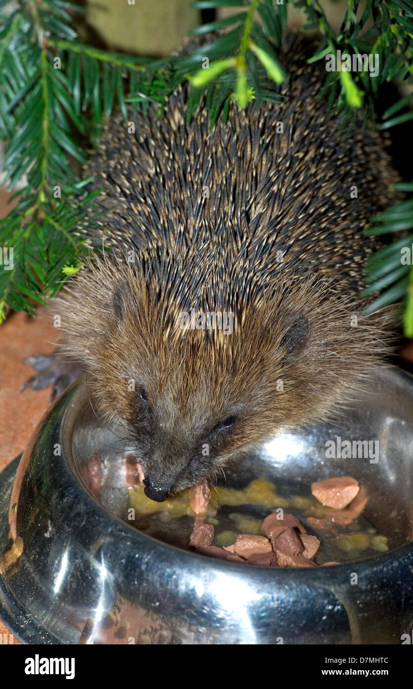 Hedgehogs eat cheap cat food